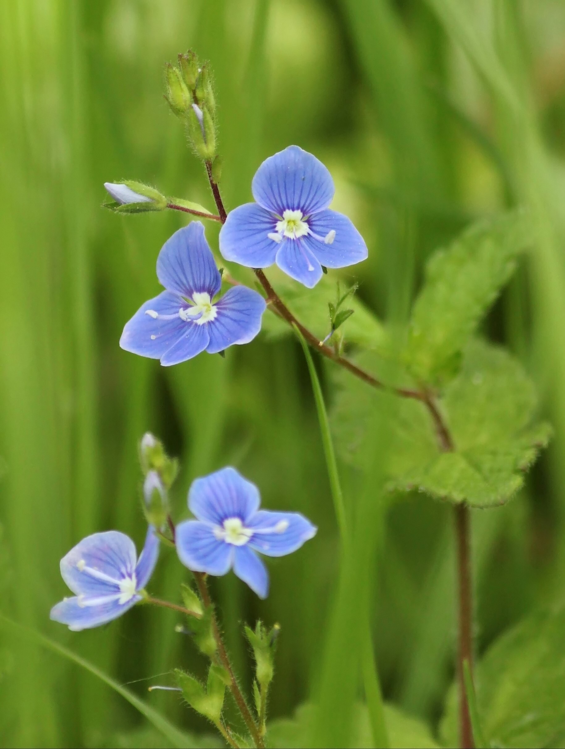 meadow, pollen, wild flowers, blossom, light blue, honorary award, small flowers, summer, blue, plant stem, datailaufnahme, plant part, wild garden plant, Phone HD Wallpaper