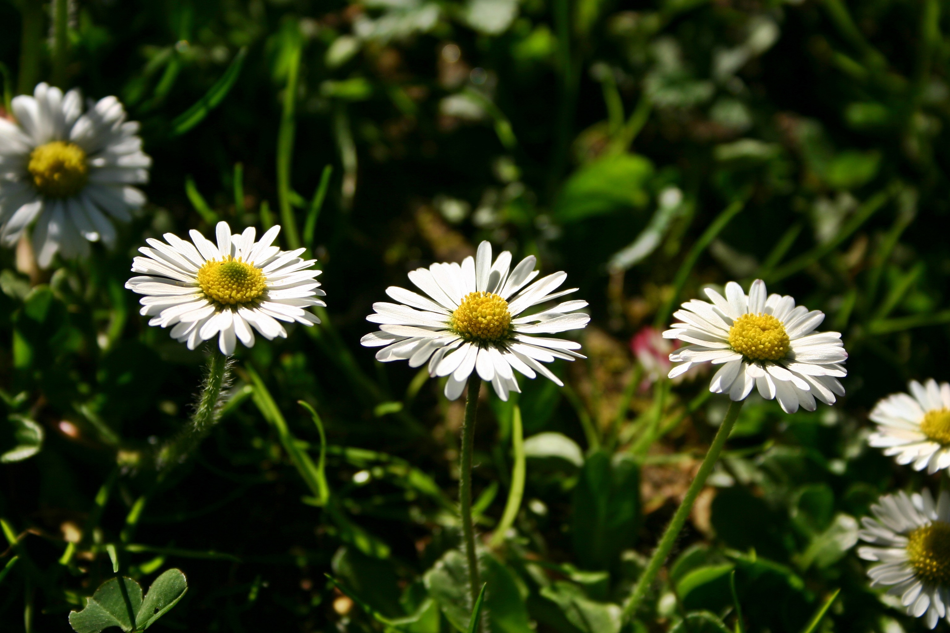 rush, petal, wild flower, tausendschön, yellow, springtime, daisy, freshness, meadow, 2K, beauty in nature, outdoors, grass, garden, fragility, inflorescence, HD Wallpaper