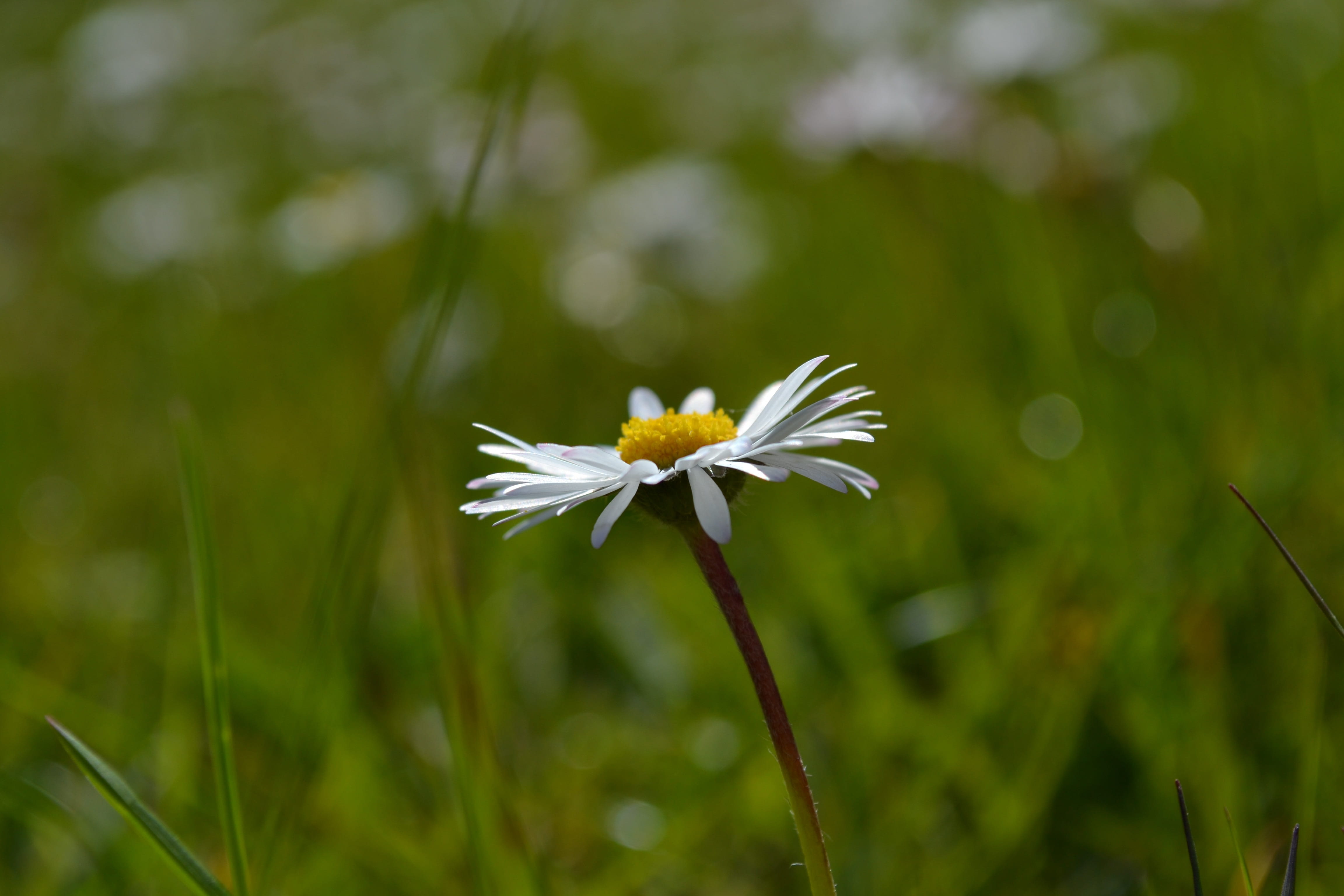 pollen, no people, white, growth, dandelion seed, springtime, flowering plant, summer, Daisy, wild flowers, sepal, green Color, Flower, plant, close up, HD Wallpaper