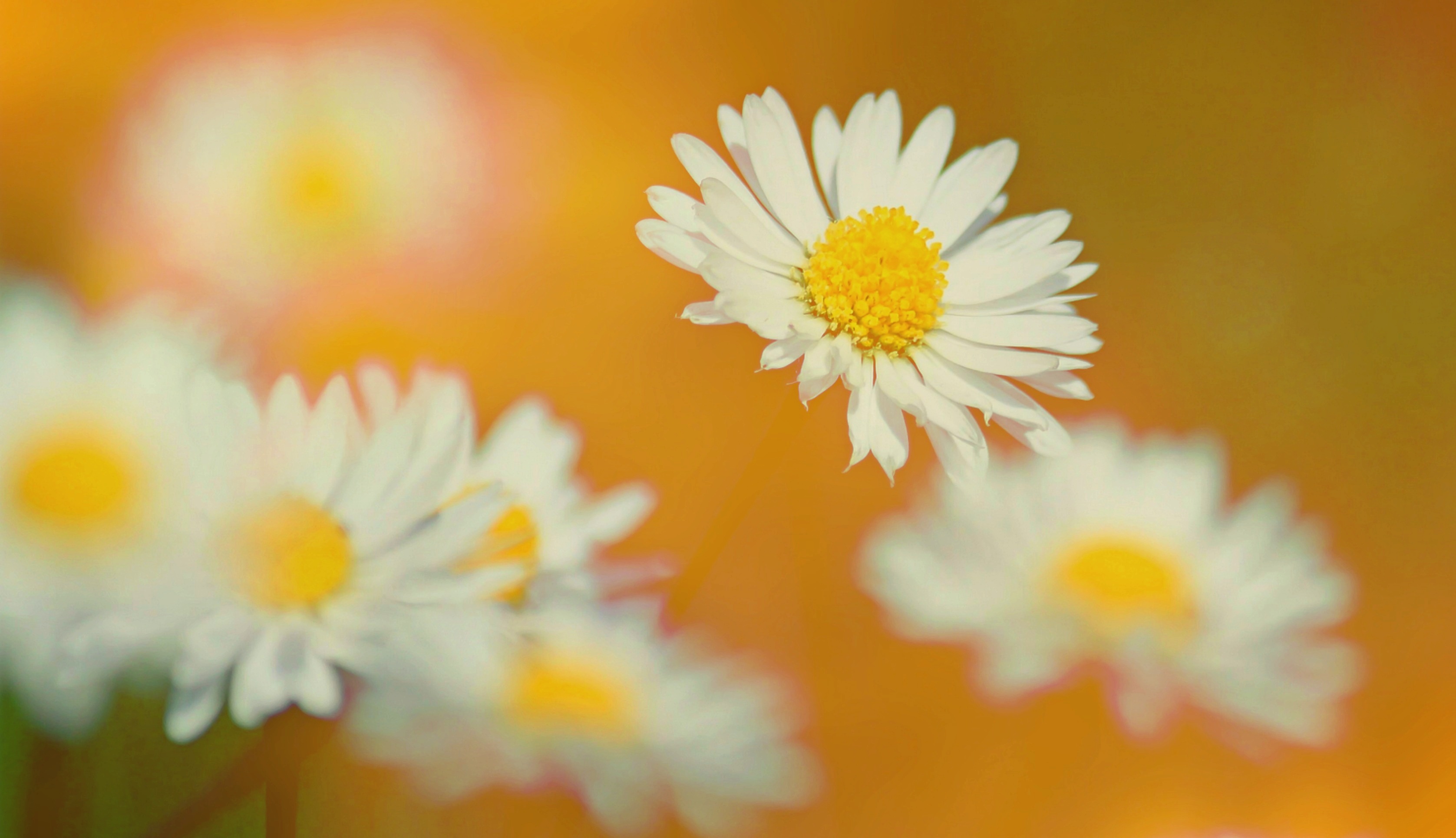 early bloomer, flower head, flowers, vulnerability, background, beautiful, spring, nature, geese flower, petaled, wild flower, no people, fragility, flora, HD Wallpaper