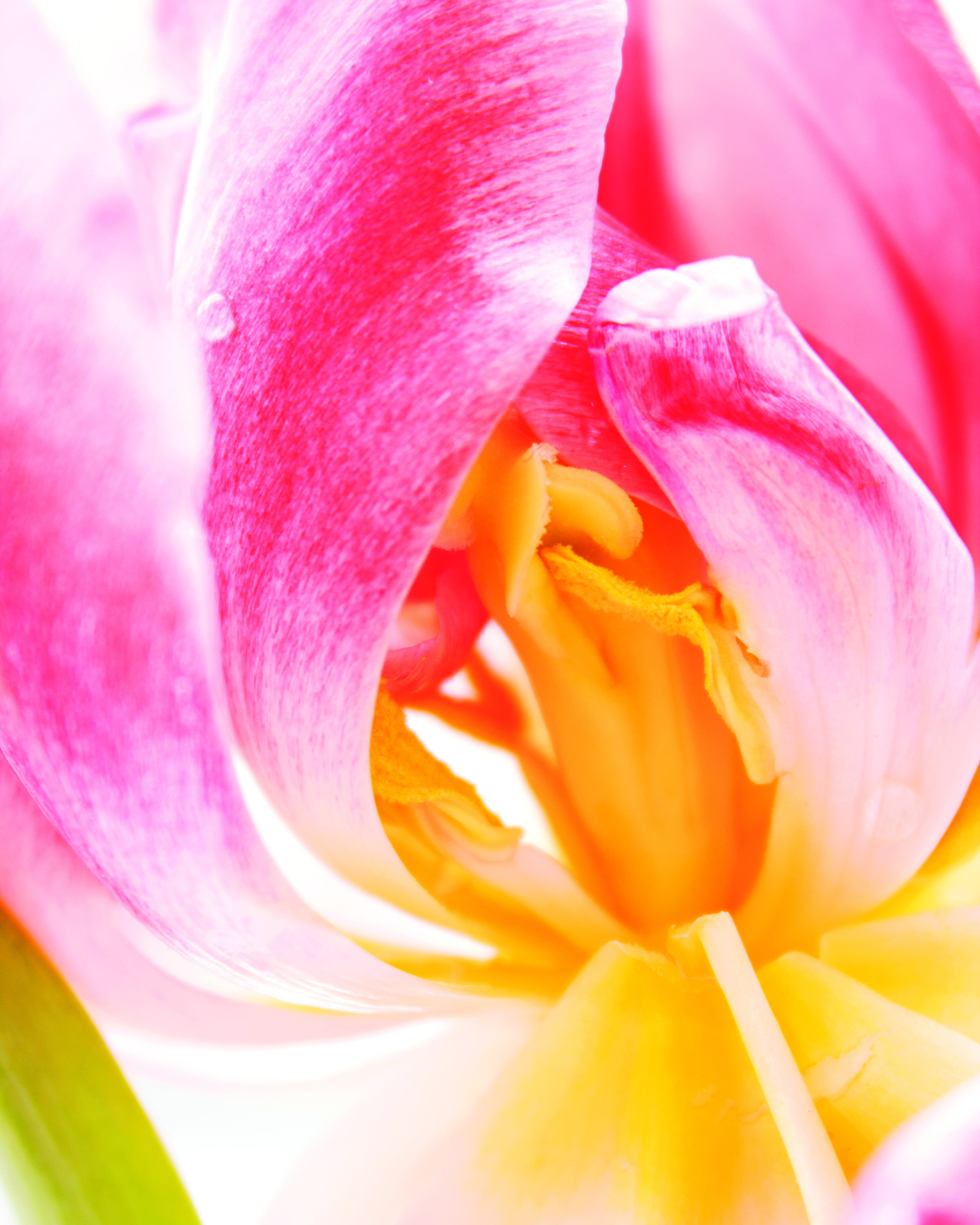 tranquility, harmony, aroma, zen, closeup, serenity, field, flower Head, tulip, pink Color, delicate, earth, summer, tranquil, blossom, backgrounds, botanical, Phone HD Wallpaper