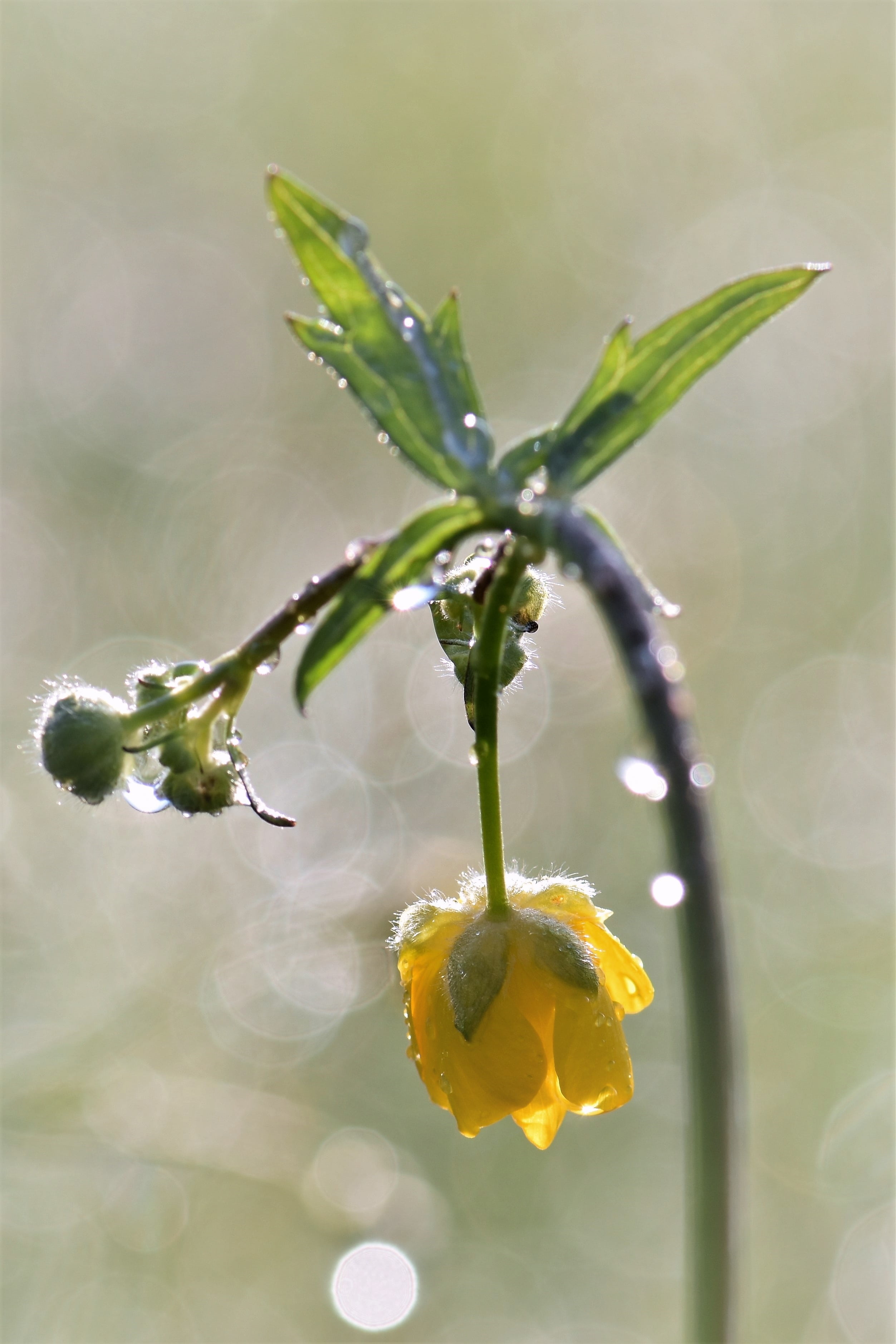 sepal, grass, flowering plant, macro, inflorescence, close, raindrop, plant, yellow, petal, nature, spring, flower meadow, 2K, purity, petaled, plant stem, Phone HD Wallpaper