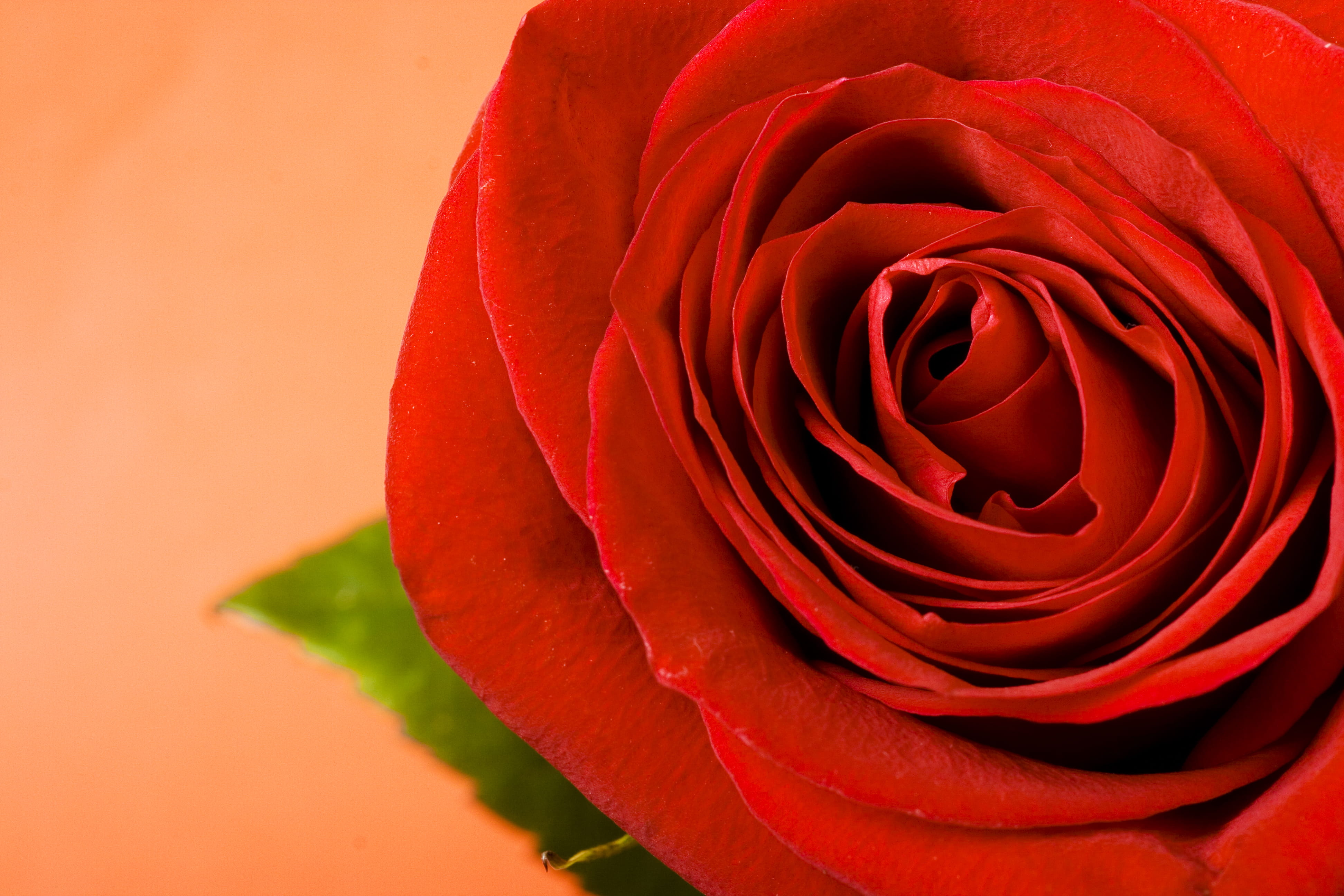 beauty, rose - flower, single, freshness, valentines day - holiday, aroma, flower, gardening, 4K, garden, gift, floral, petal, fresh, symbol, fragility, HD Wallpaper