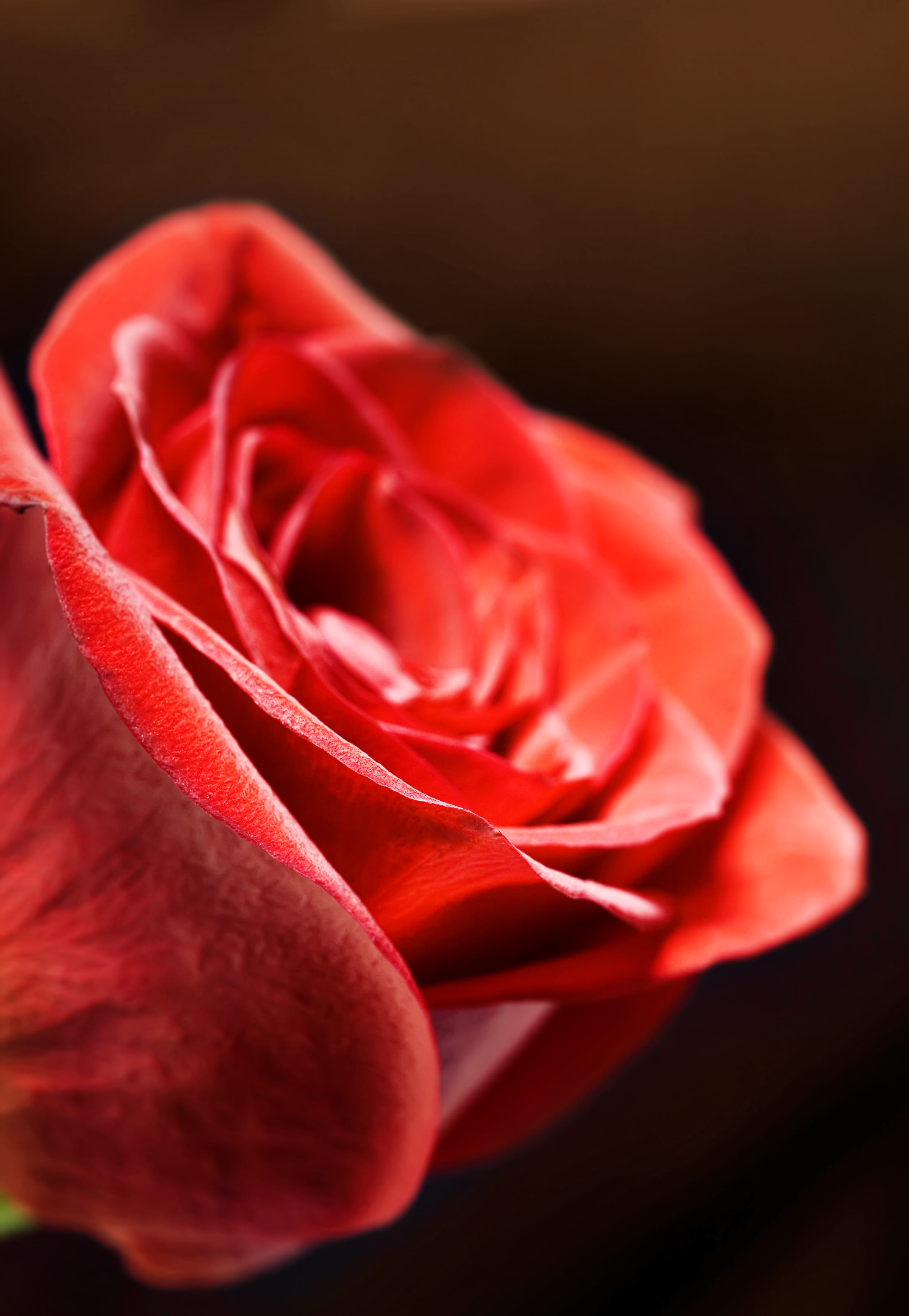 close-up, bud, spring, pattern, blossom, object, studio shot, flowering plant, valentine, event, closeup, plant, flower head, holiday, petal, leaf, garden, Phone HD Wallpaper