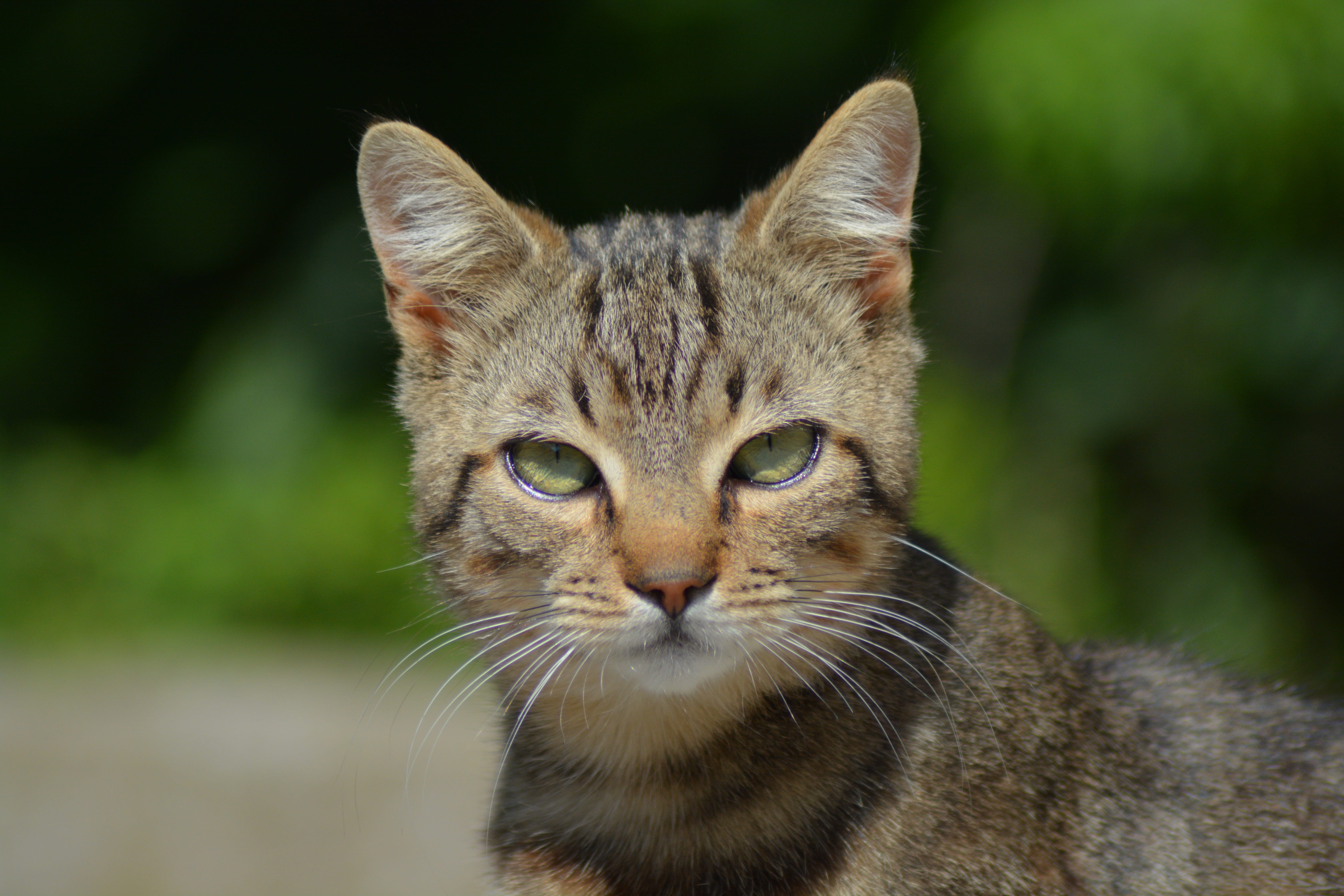 close-up, portrait, looking at camera, pet, tabby, domestic animals, no people, cat, feline, animal eye, day, 5K, domestic cat, focus on foreground, one animal, HD Wallpaper