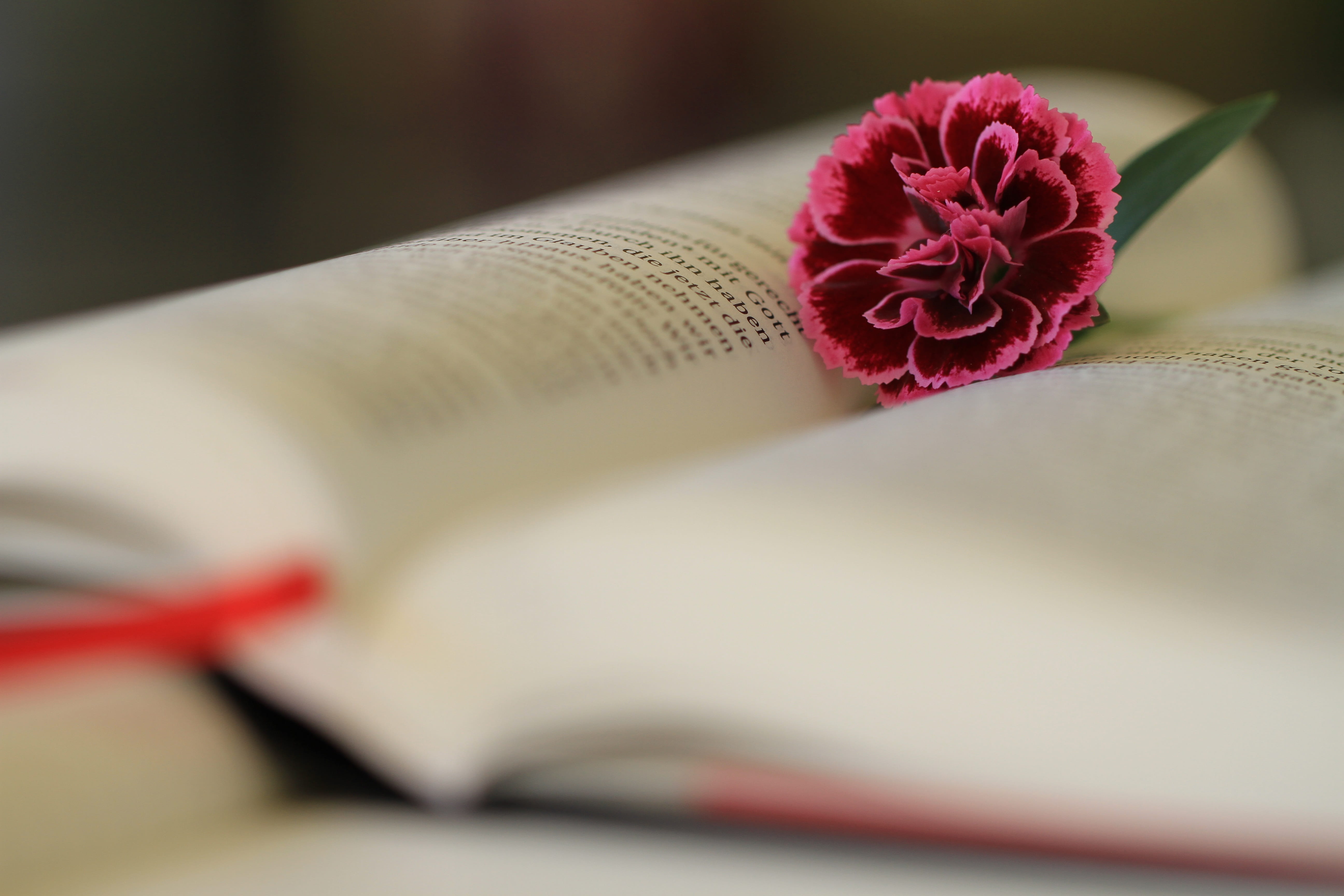 inflorescence, nature, red, publication, no people, book, religion, beauty in nature, cover, flower, bloom, maroon, christianity, petal, beige, rose, 5K, HD Wallpaper