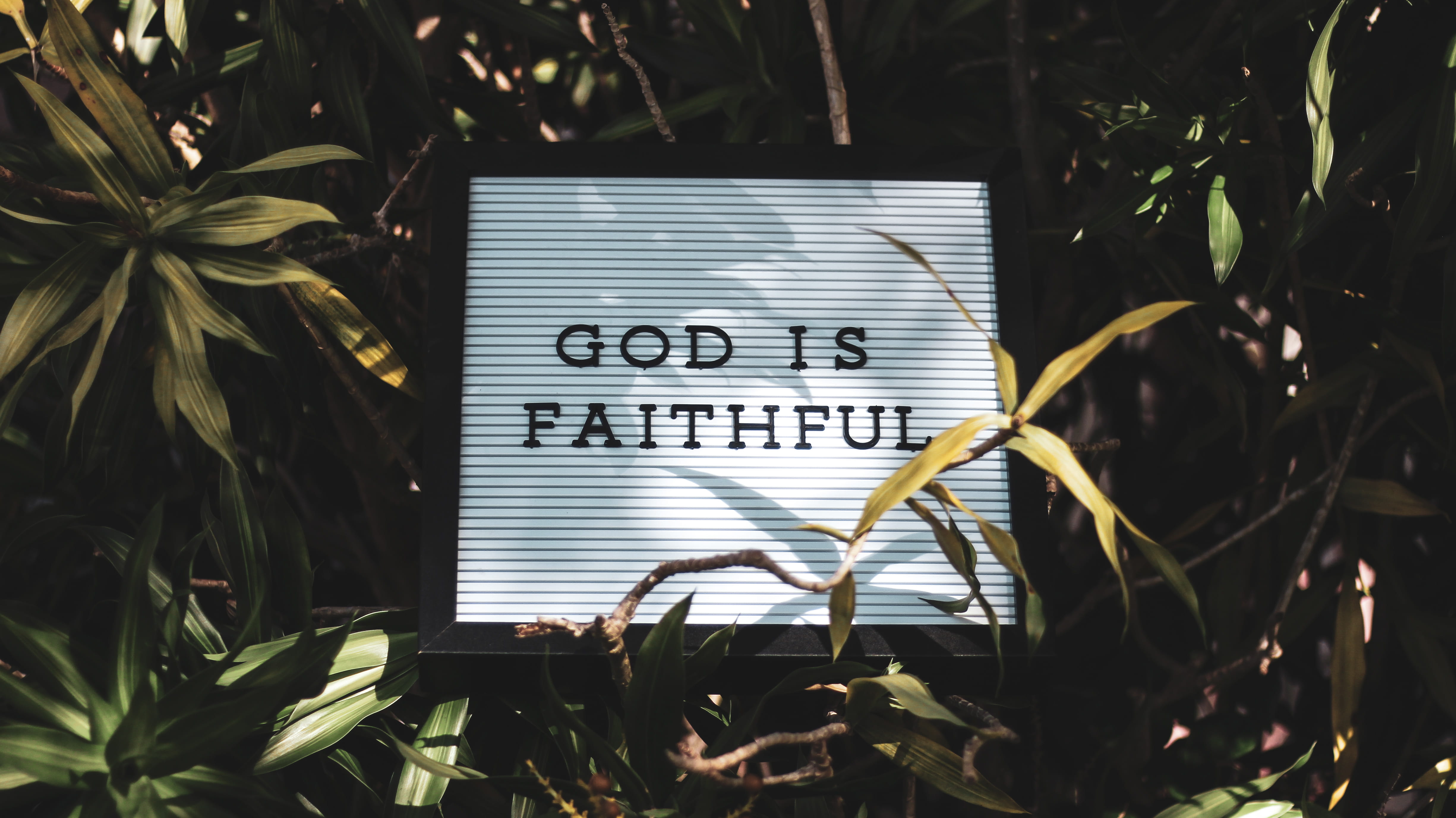 jesus, leaved, 4K, branch, faithful, green, bush, jesu, leafe, tree, sign, faith, leaf, outdoors, leaves, text, signage, forest, religion, nature, single Word, HD Wallpaper