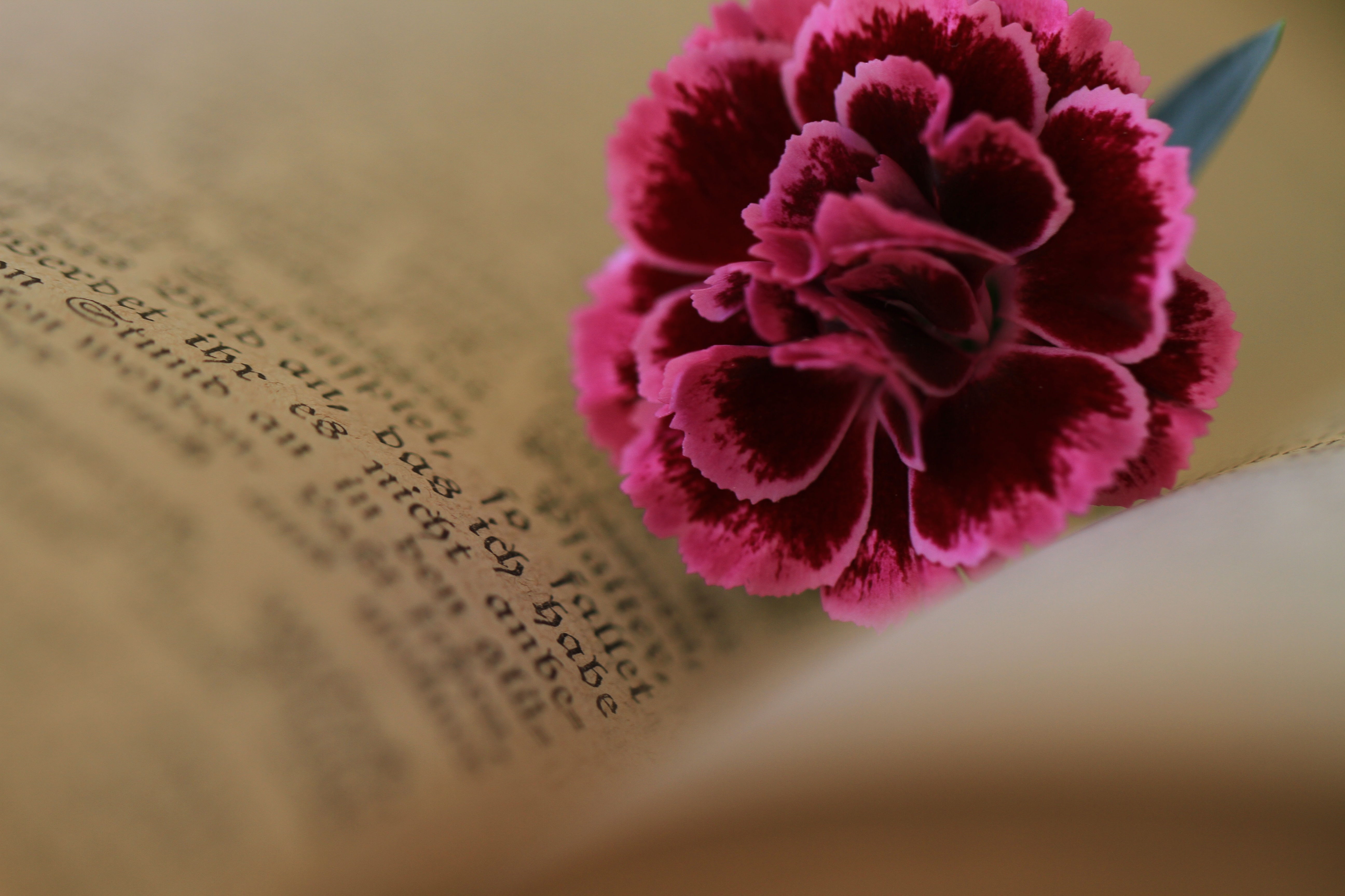 inflorescence, still life, christianity, selective focus, church, freshness, indoors, luther, publication, carnation, close-up, top, high angle view, book, HD Wallpaper