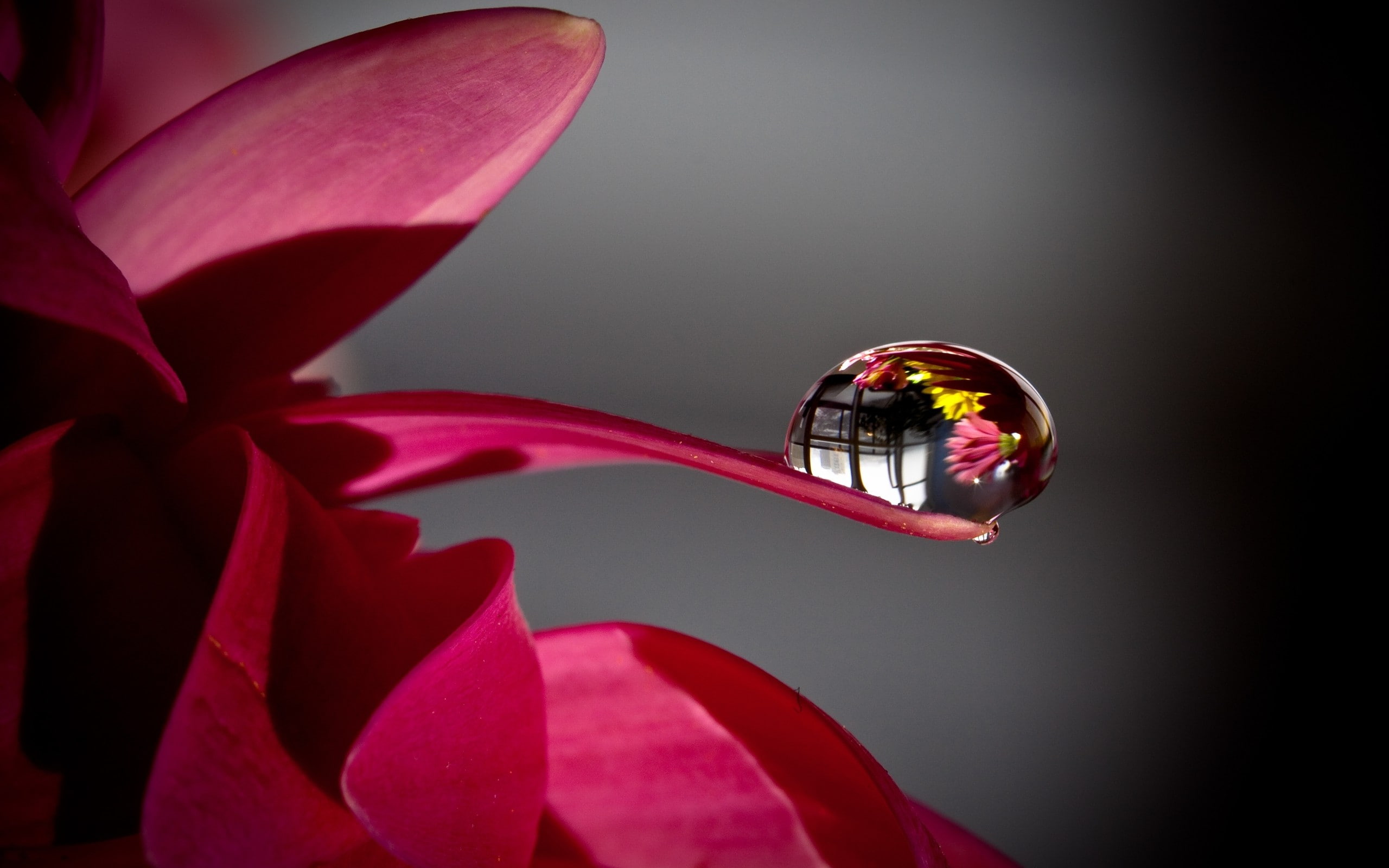 x, tagnotallowedtoosubjective, hd, drops, nature, art, water drops, Flowers, 2K, water, HD Wallpaper