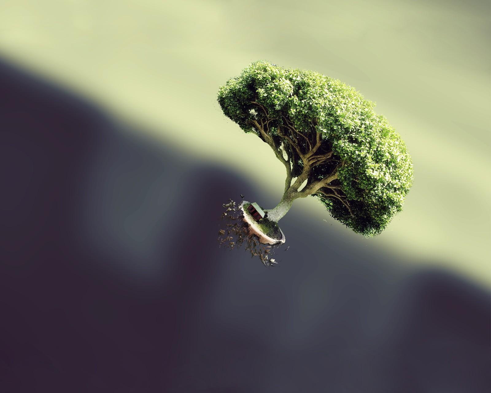 shade, offering, green, 720P, tree, everywhere, bonsai, fly, HD Wallpaper