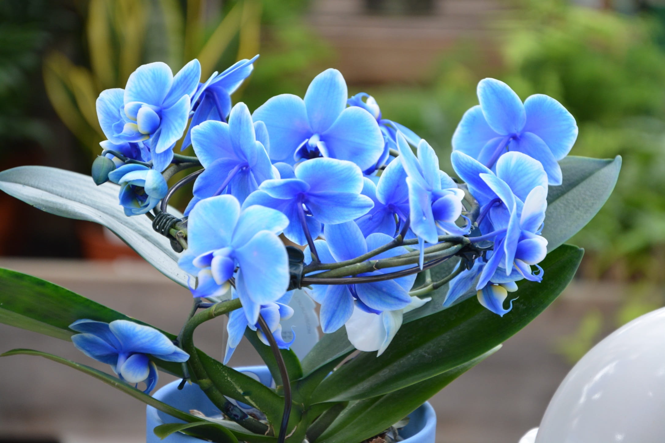 flowering, blue, bunch of flowers, no people, blue orchid, close-up, iris - plant, day, flowers, beauty in nature, growth, flower head, petal, orchids blue, HD Wallpaper