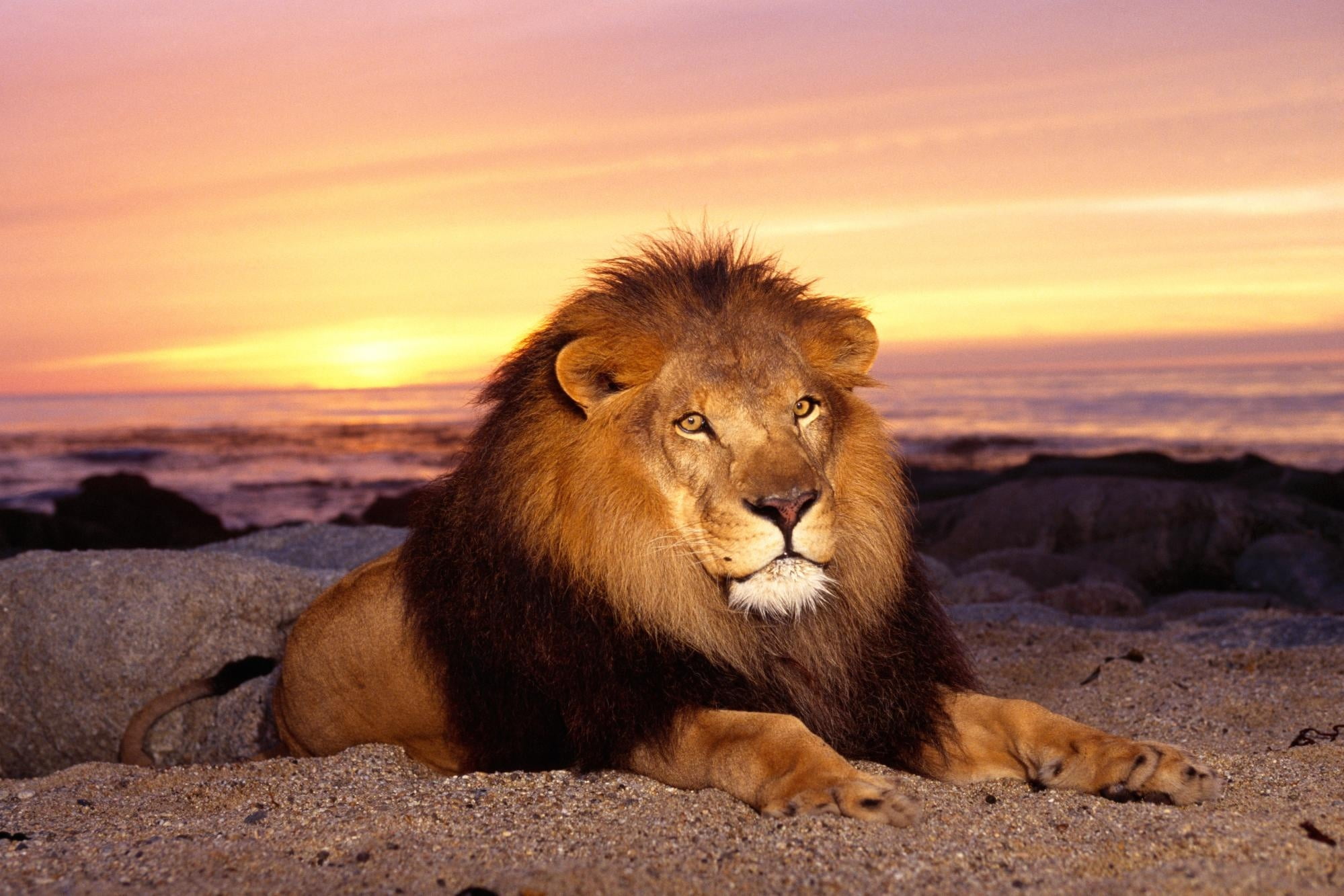 mane, outdoors, tan, land, wildlife, king of animals, beauty in nature, portrait, safari, big Cat, no people, kenya, animal wildlife, vertebrate, safari Animals, HD Wallpaper