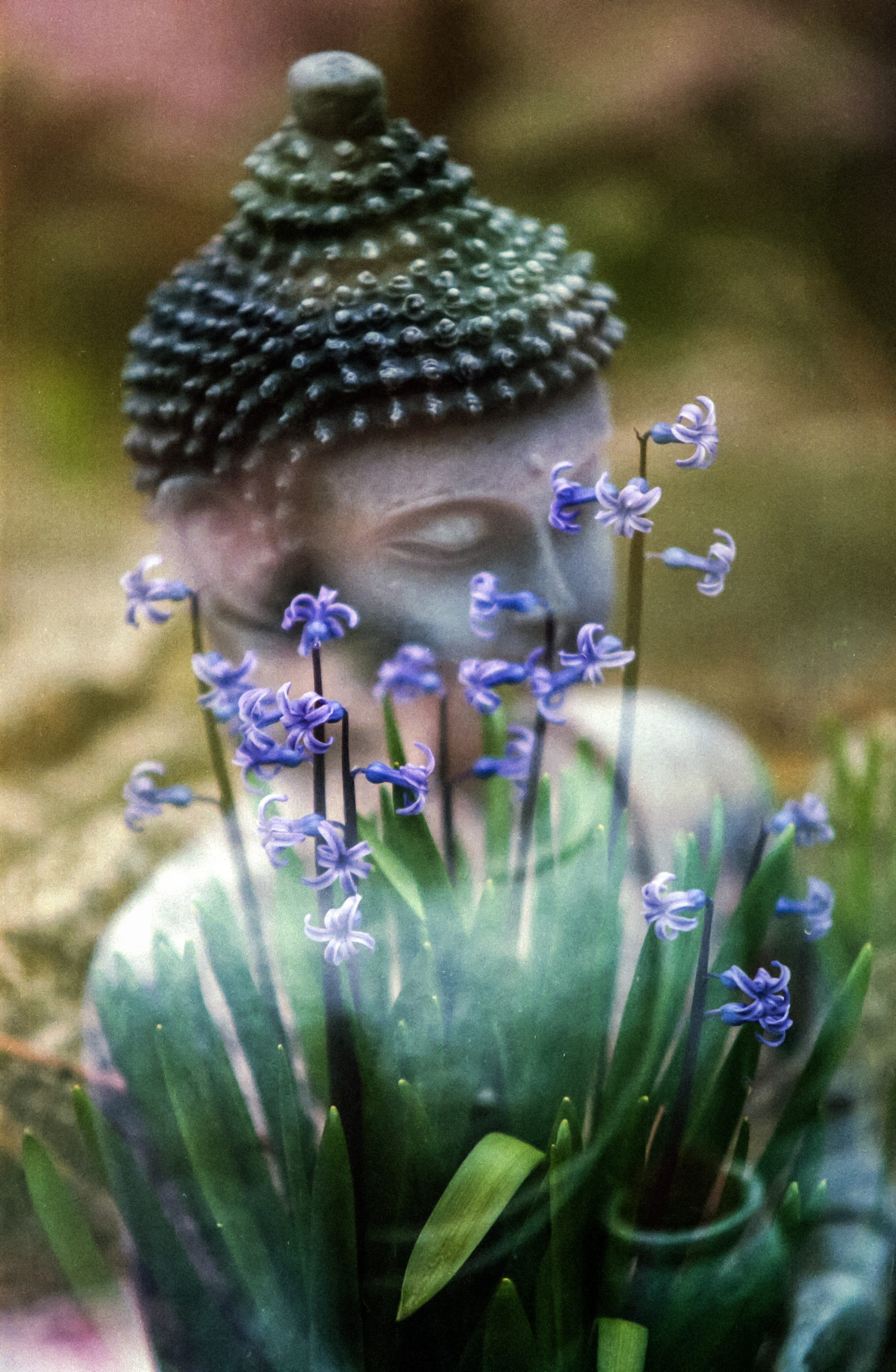 statue, 2K, soul, meditation, aromatic, petal, close-up, being, growth, purple, meditate, nature, selective focus, day, land, outdoors, spiritual, colorful, Phone HD Wallpaper