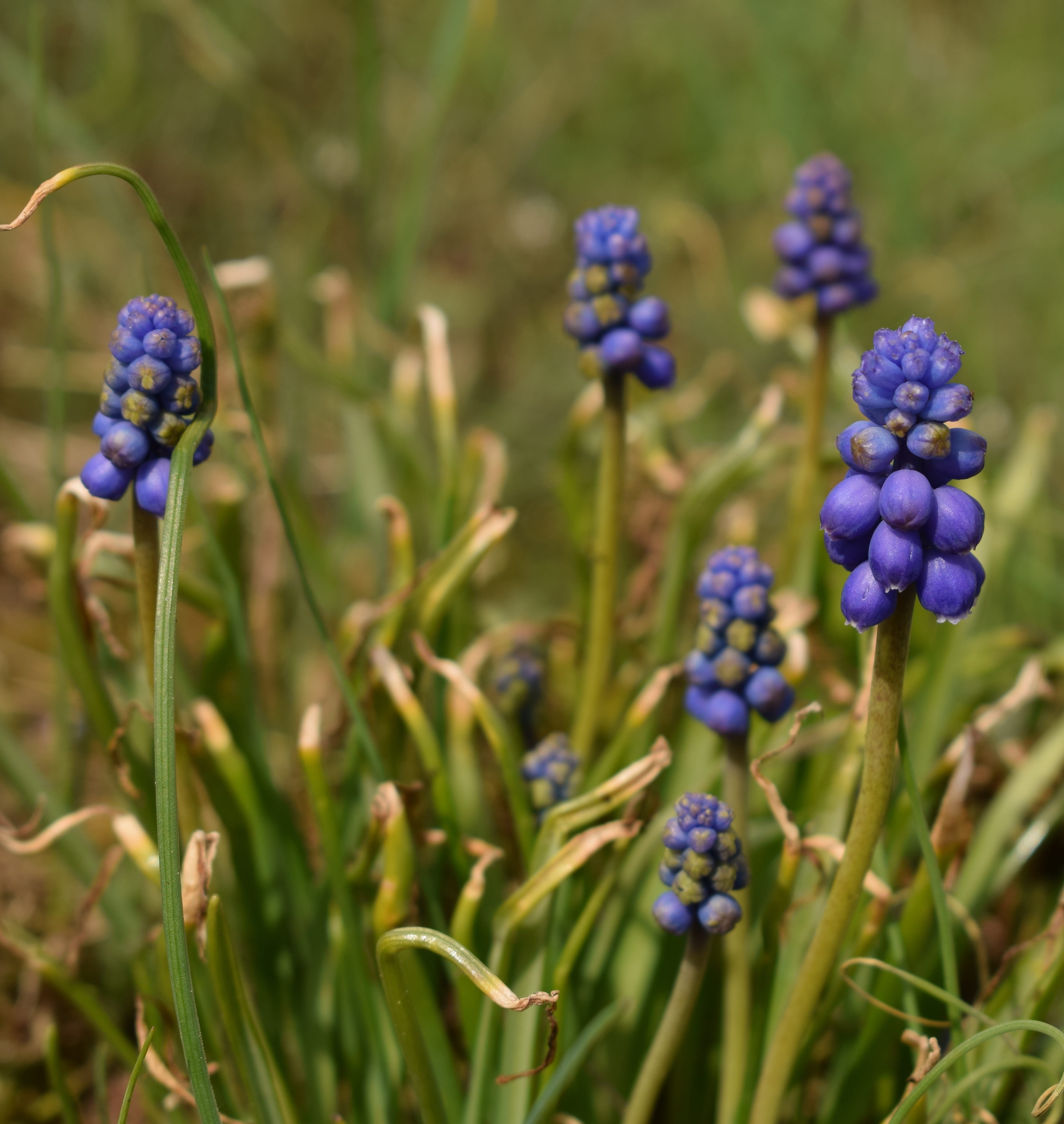 plant, lavender, plant stem, flower, growth, freshness, 4K, day, hyacinthus, beauty in nature, bud, no people, selective focus, shell, flower head, focus on foreground, Phone HD Wallpaper