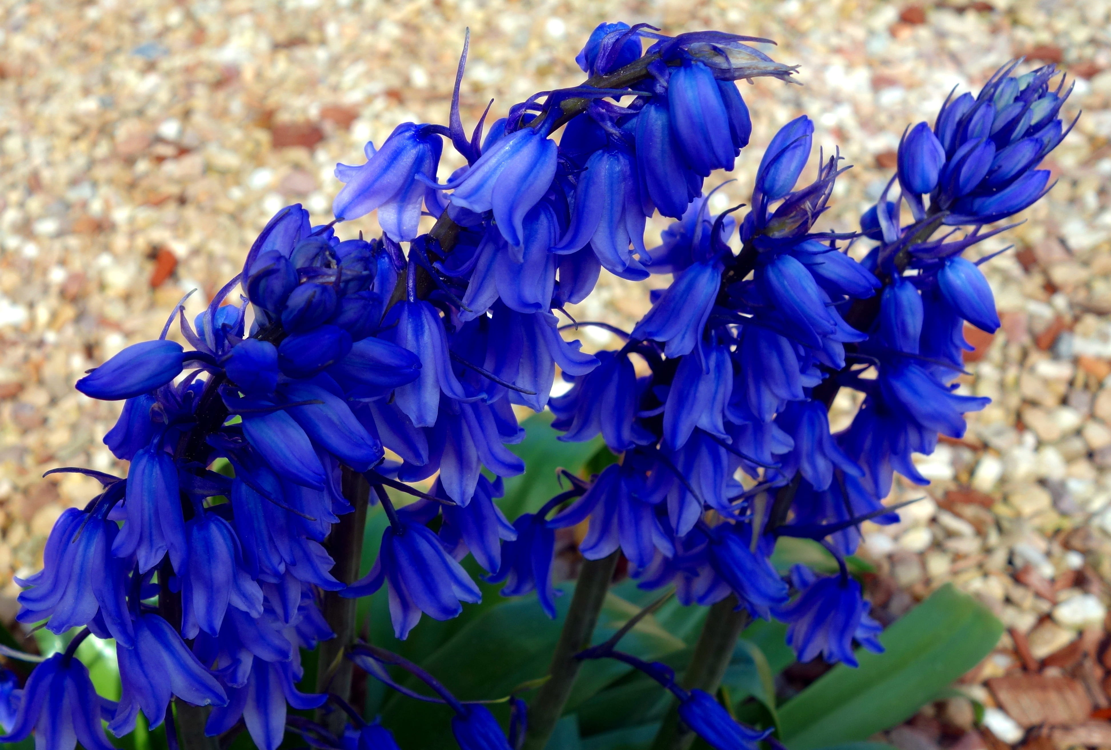 flower garden, flowering plant, ornamental plant, blütenmeer, growth, day, no people, early, purple, fragility, hyacinth, petal, beautiful, freshness, flowers, HD Wallpaper
