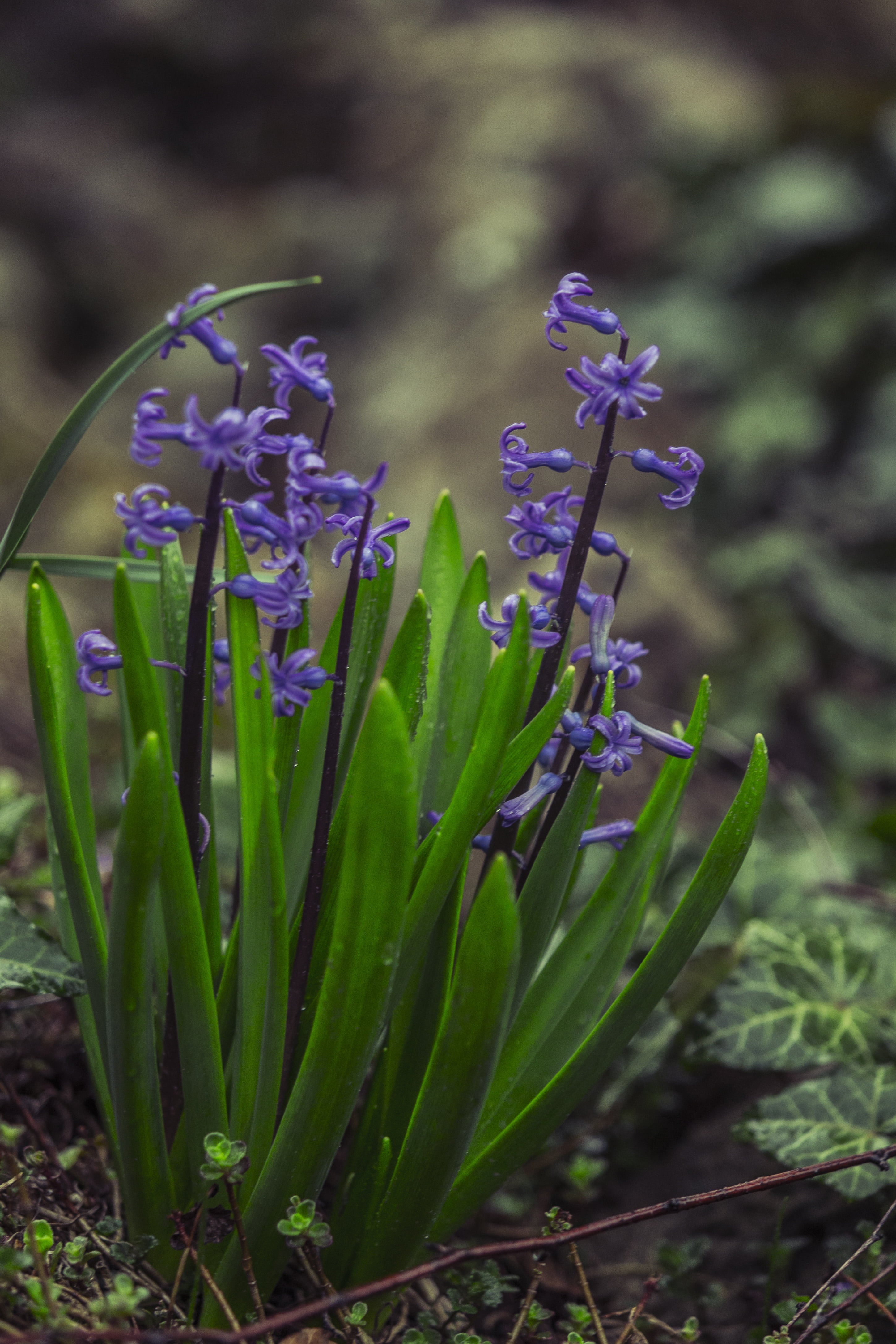 nature, vulnerability, plant, fragility, beauty in nature, blue, green, 4K, petal, land, hyacinthus, purple, close-up, outdoors, growth, selective focus, Phone HD Wallpaper