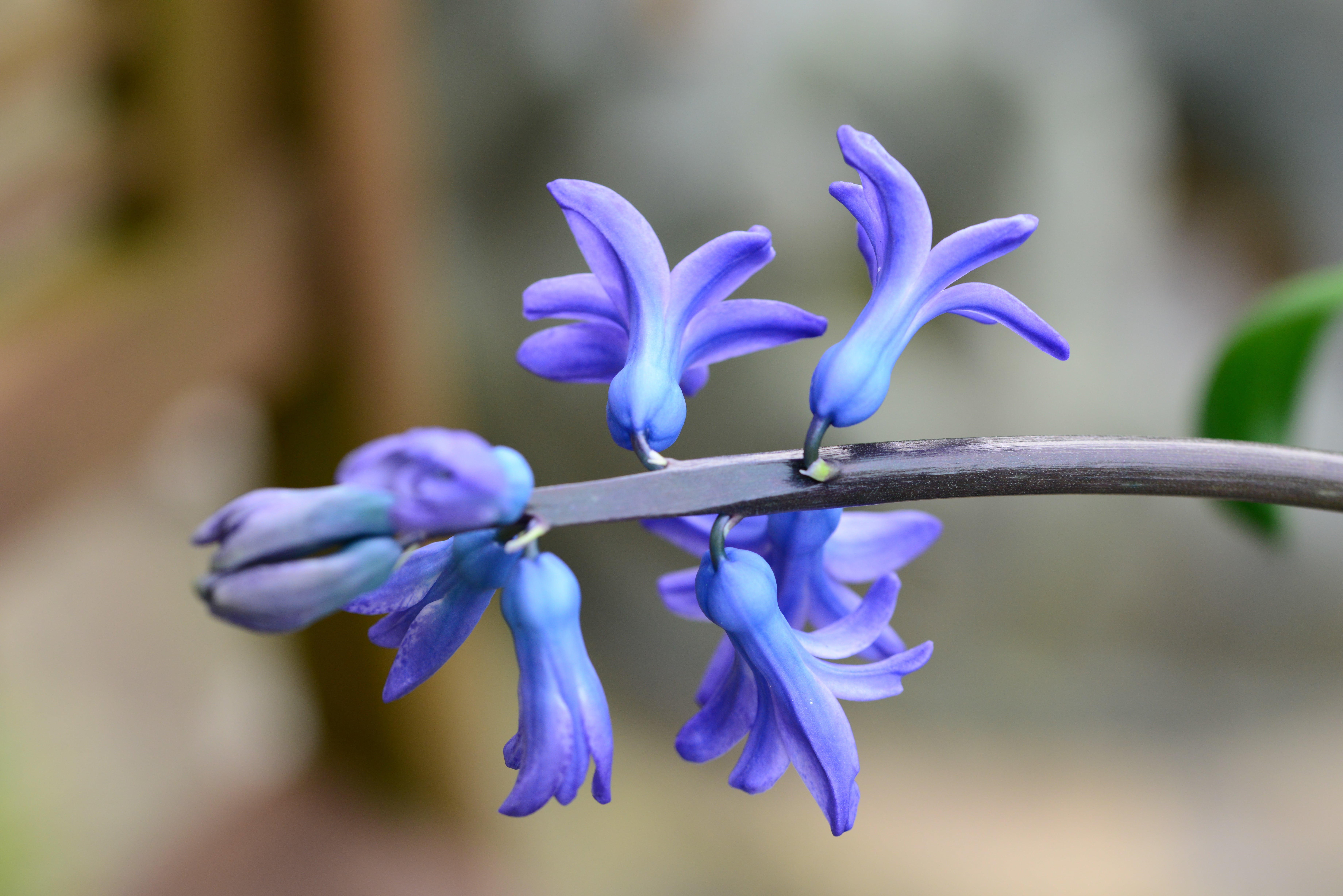 bulb, detail, fragility, flower, beauty in nature, hyacinth, petal, hyacinthus, nature, 5K, purple, flower head, macro, close-up, spring, freshness, iris - plant, HD Wallpaper