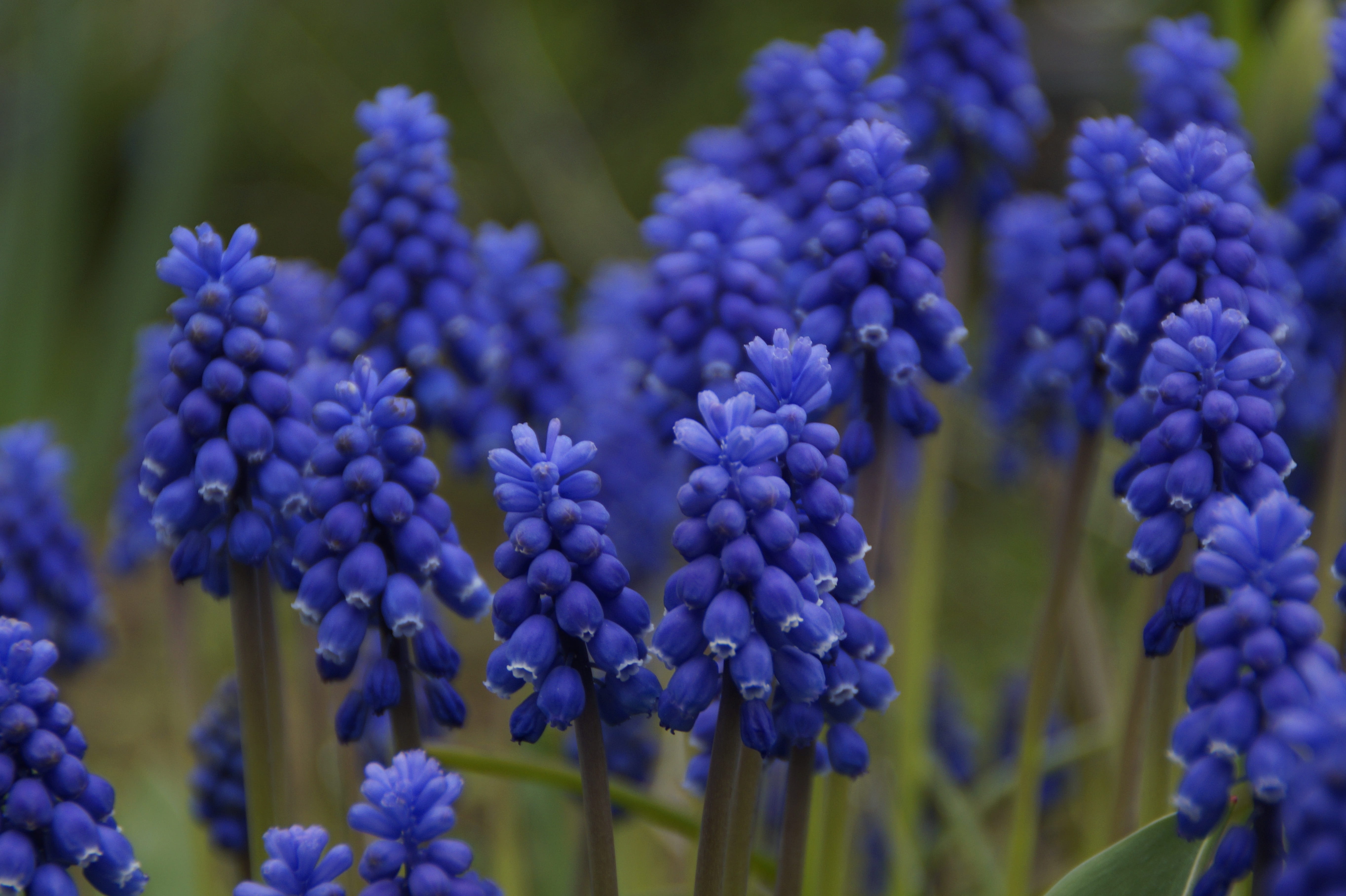 selective focus, petal, growth, purple, Spring, day, bright, many, bunch of flowers, inflorescence, flowers, bloom, garden hyacinth, lilac, fragility, flower head, HD Wallpaper