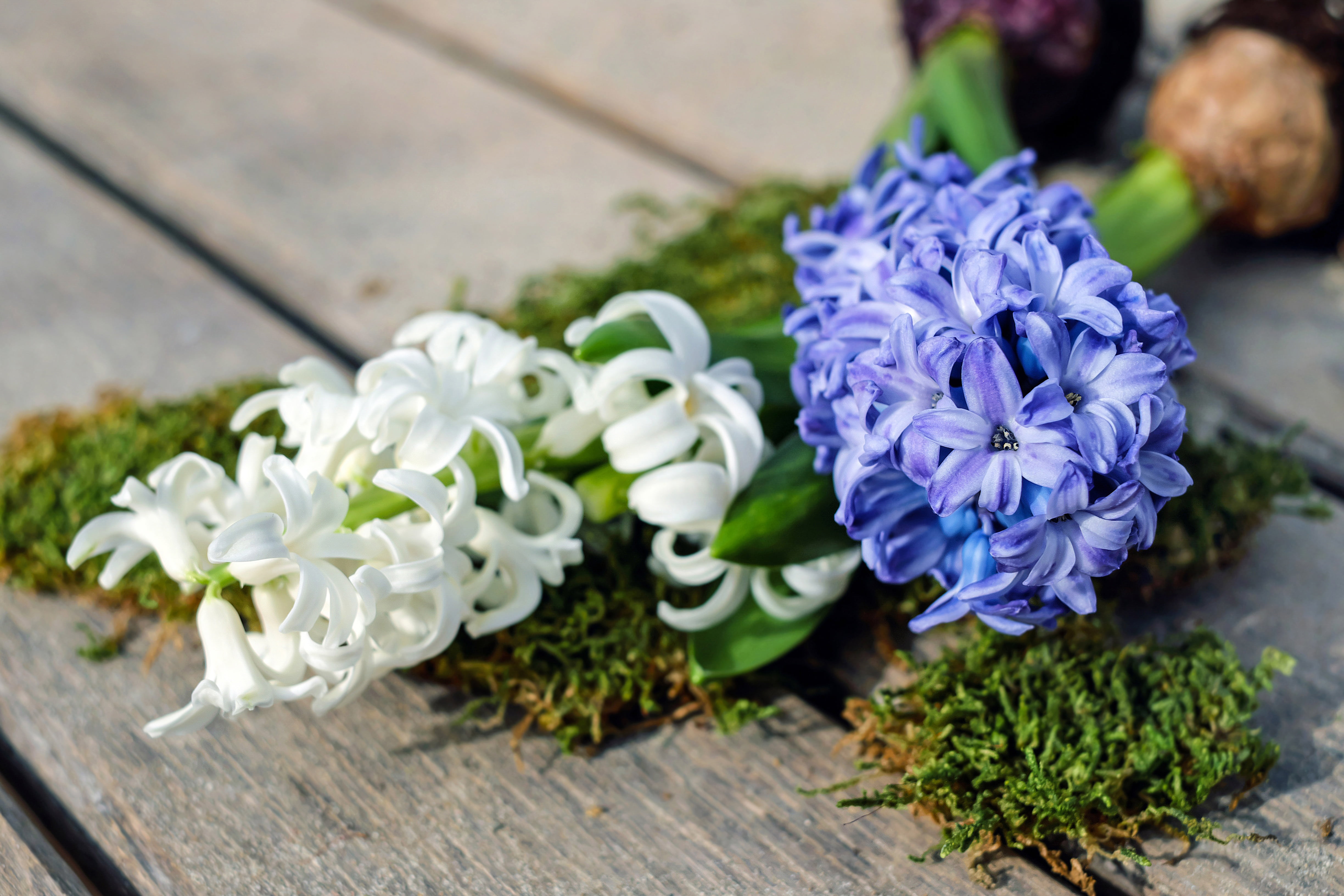 flower, fragility, no people, high angle view, cluster, harbinger of spring, focus on foreground, flower arrangement, inflorescence, outdoors, nature, early bloomer, HD Wallpaper
