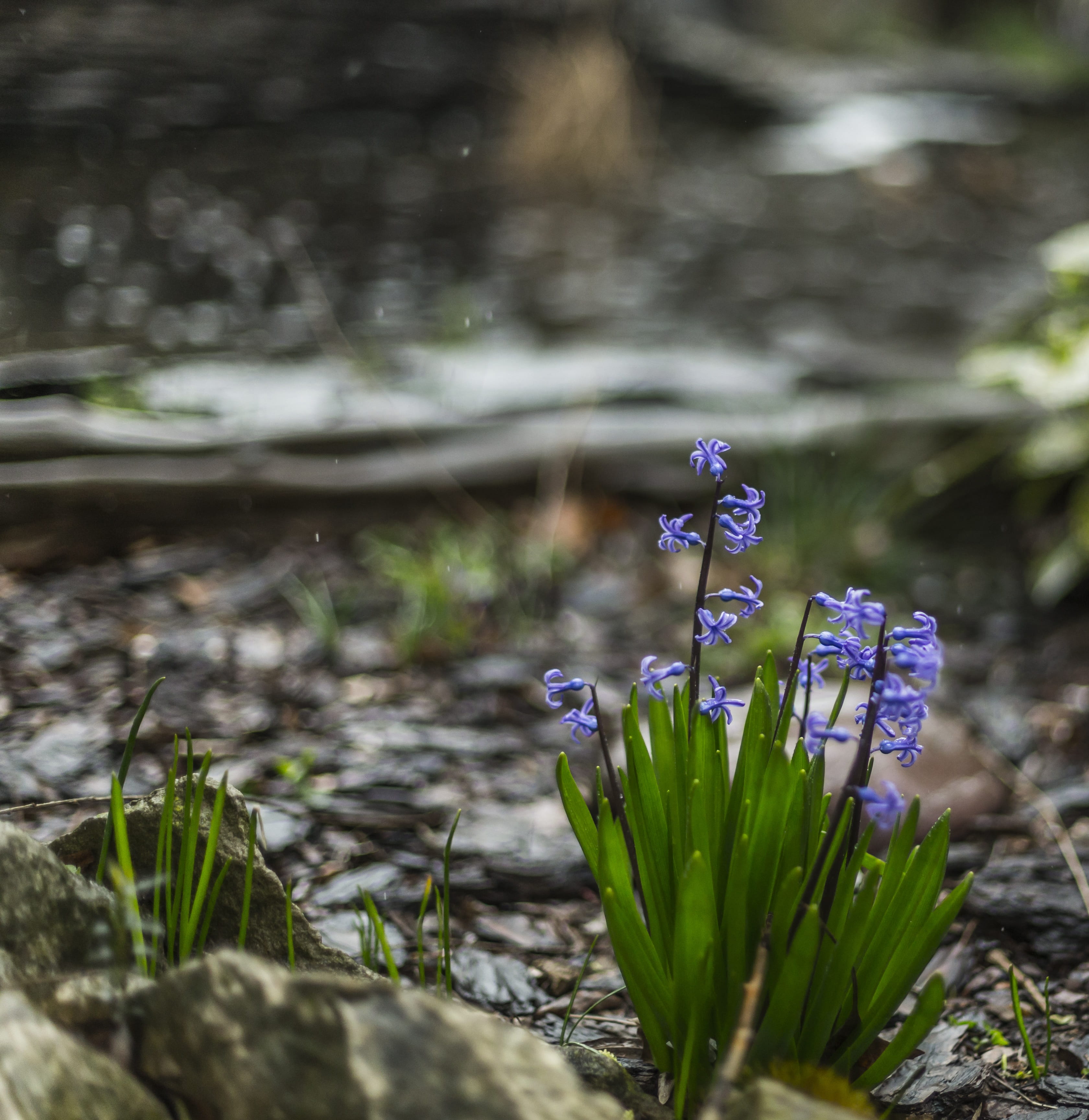 vulnerability, growth, Green, Blue, flowering plant, crocus, Violet, flower head, green, day, land, Flower, blue, outdoors, beauty in nature, 2K, petal, Phone HD Wallpaper