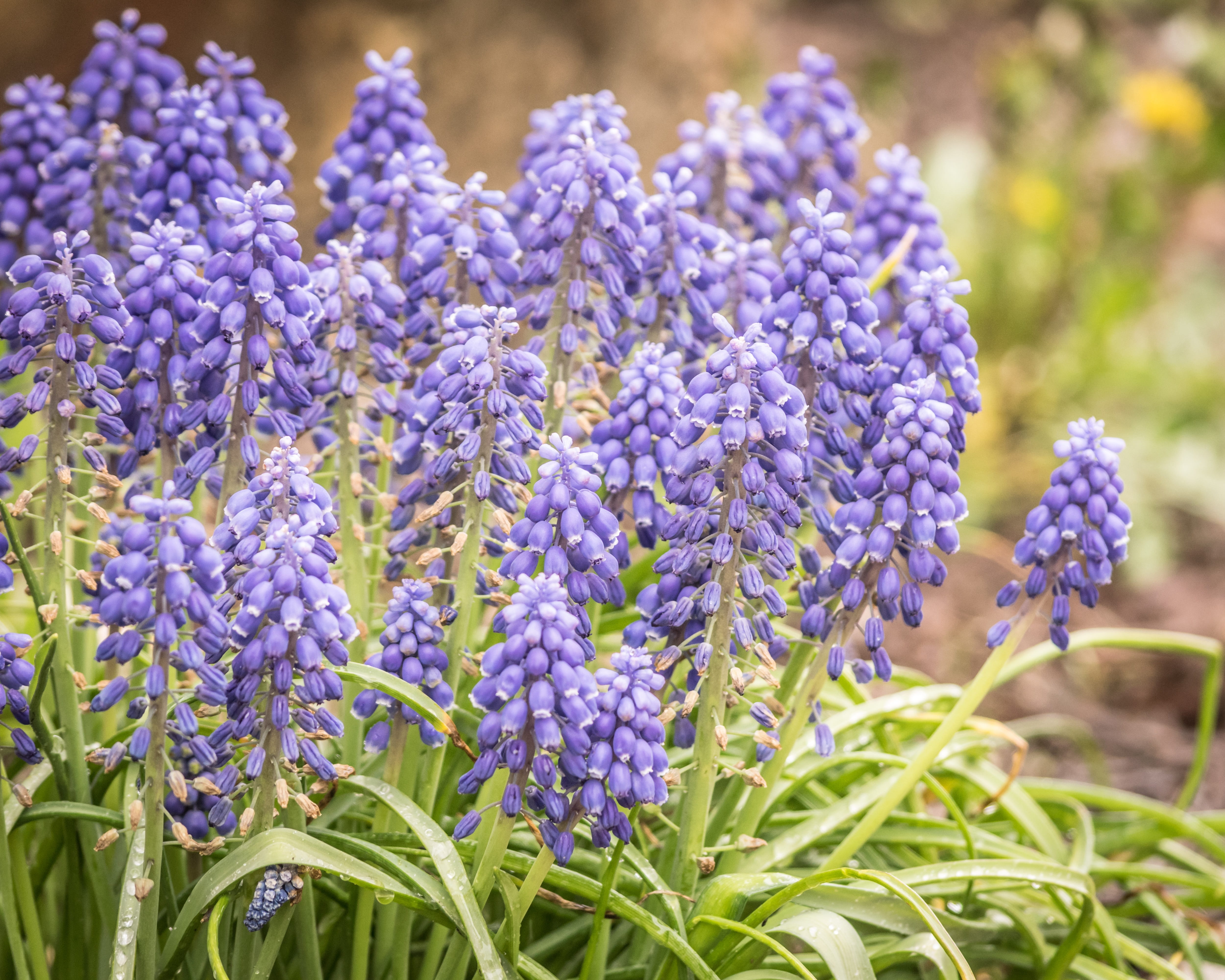 inflorescence, lavender colored, fragrant, hyacinthus, vulnerability, springtime, beauty in nature, freshness, plant, selective focus, close-up, flowering plant, HD Wallpaper
