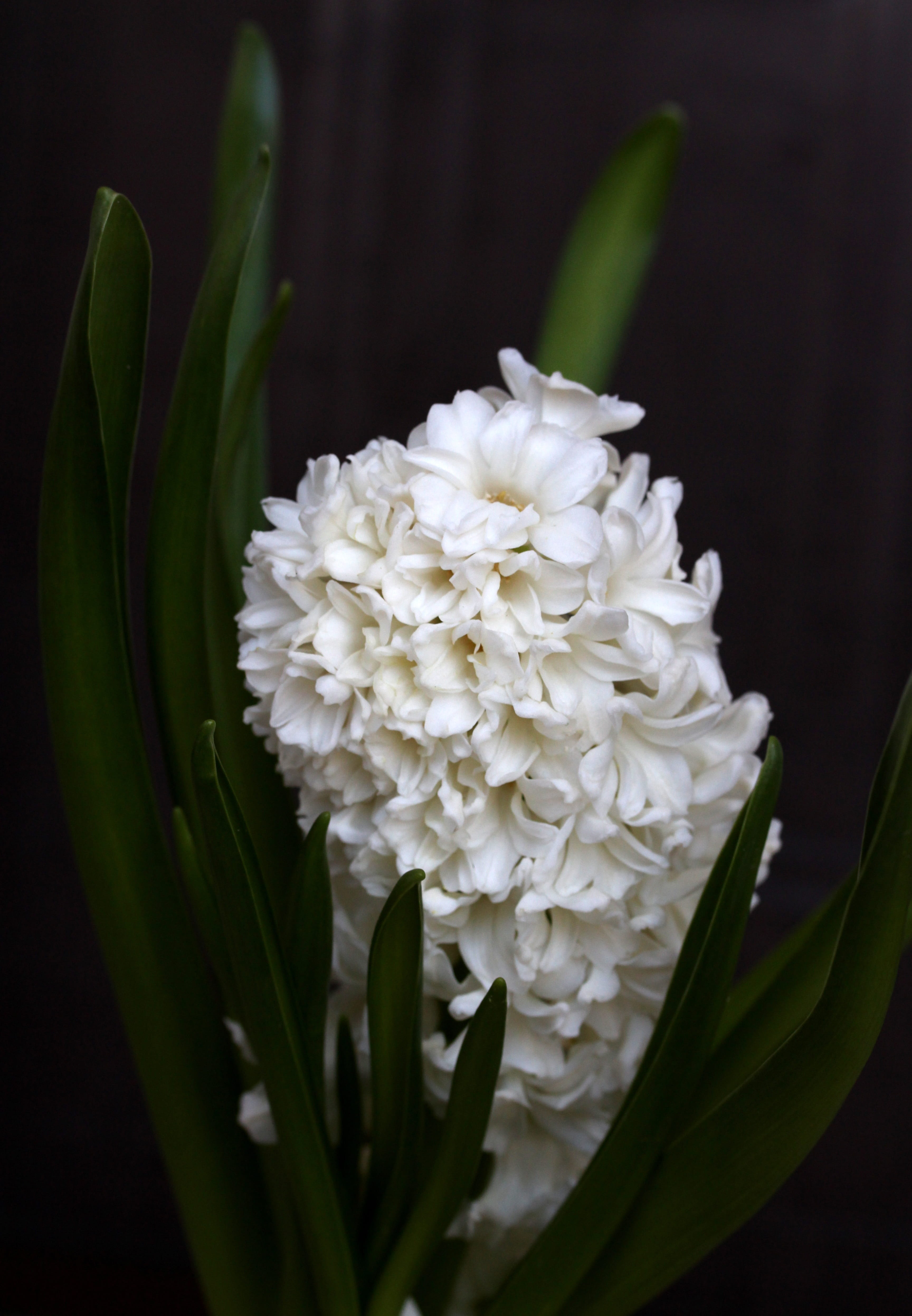 white color, white, plant, vulnerability, 4K, focus on foreground, flowering plant, hyacinth, flower arrangement, hyacinthus, flower head, inflorescence, Phone HD Wallpaper
