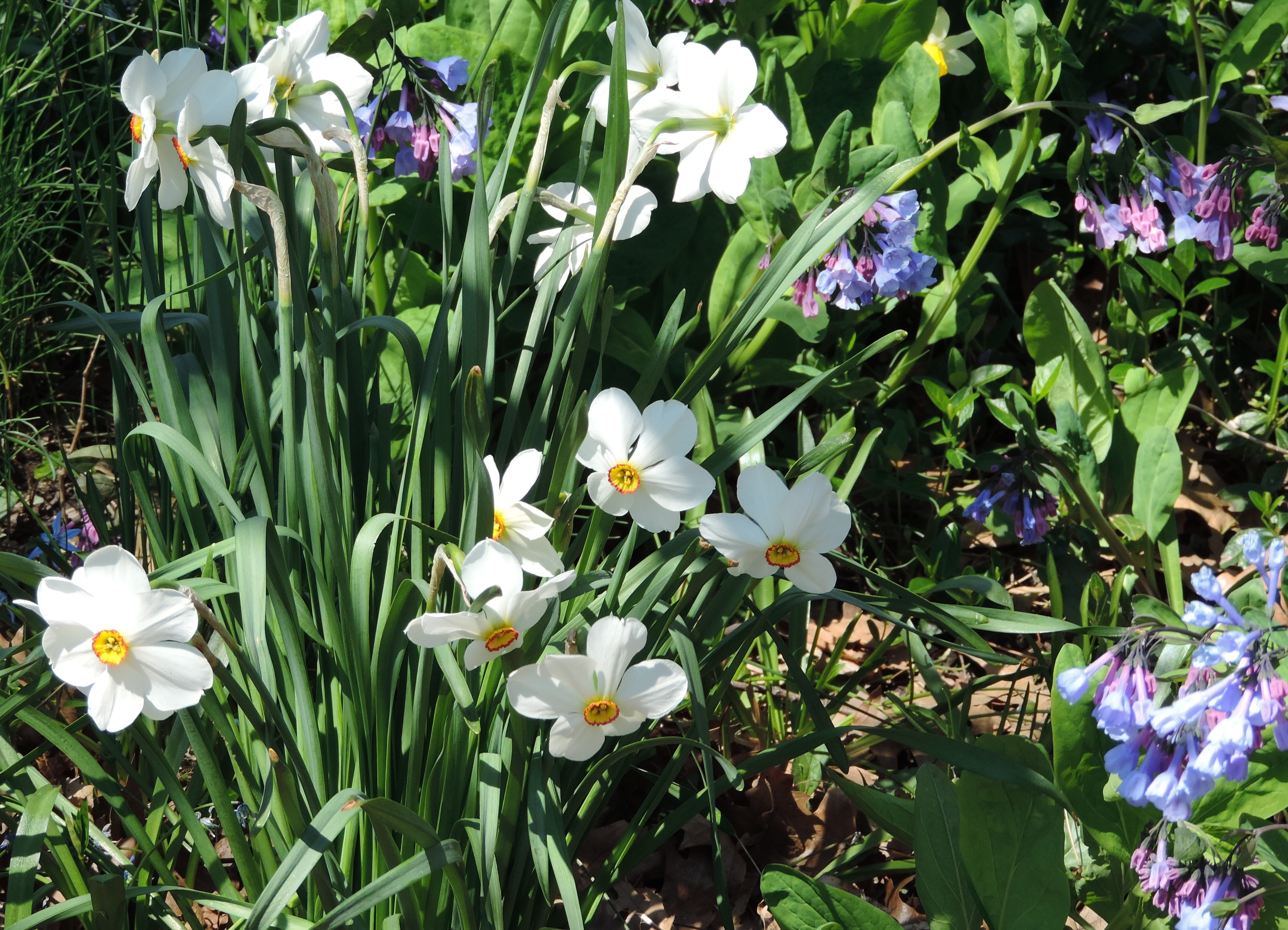 Central Park, yellow, white color, freshness, close-up, flowers, outdoors, flora, green color, vulnerability, gardens, narcissus, plant, parks, land, beauty in nature, HD Wallpaper