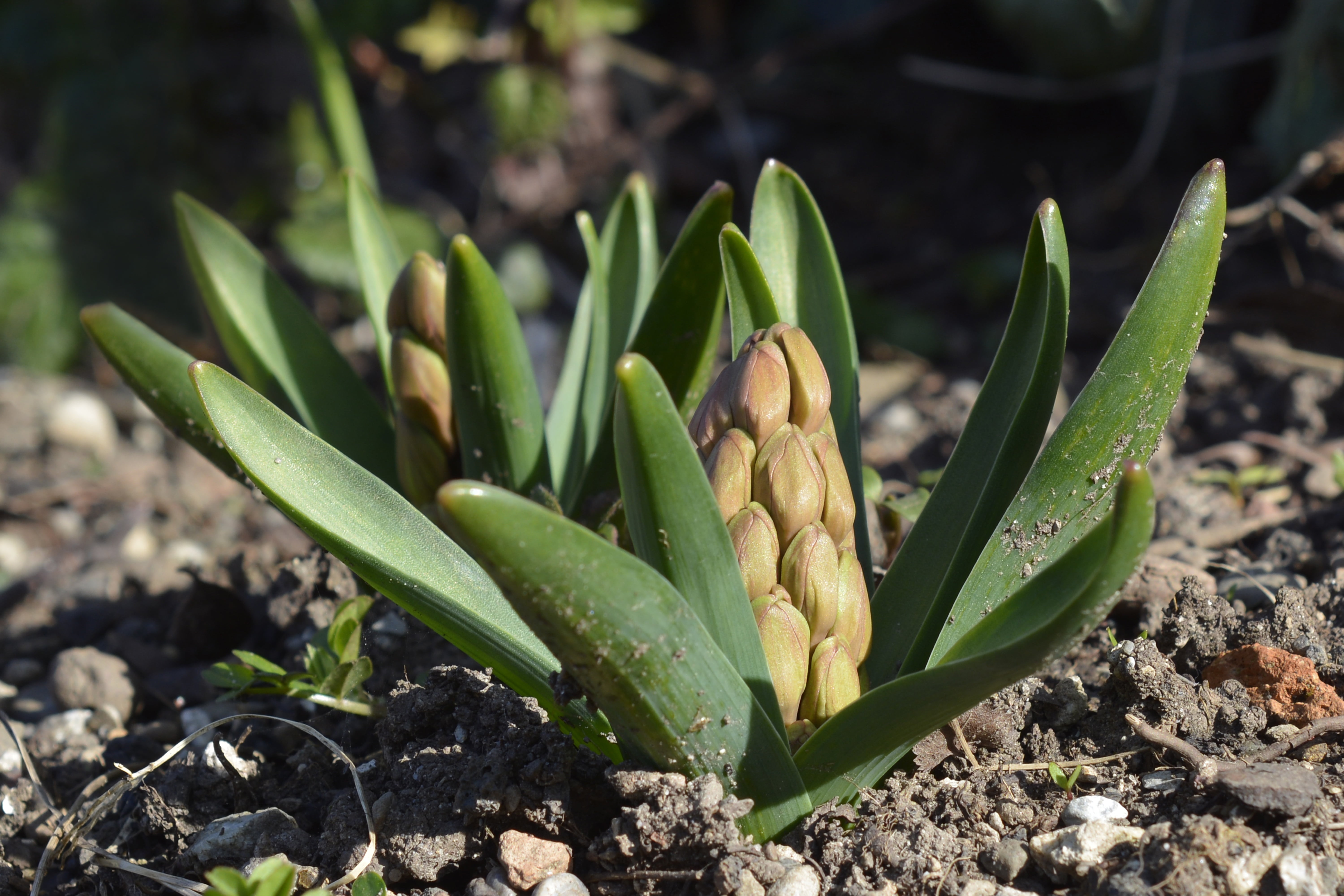 close-up, bud, food and drink, focus on foreground, succulent plant, garden hyacinth, growth, healthy eating, leaf, hyacinth, beginnings, field, land, spring, HD Wallpaper
