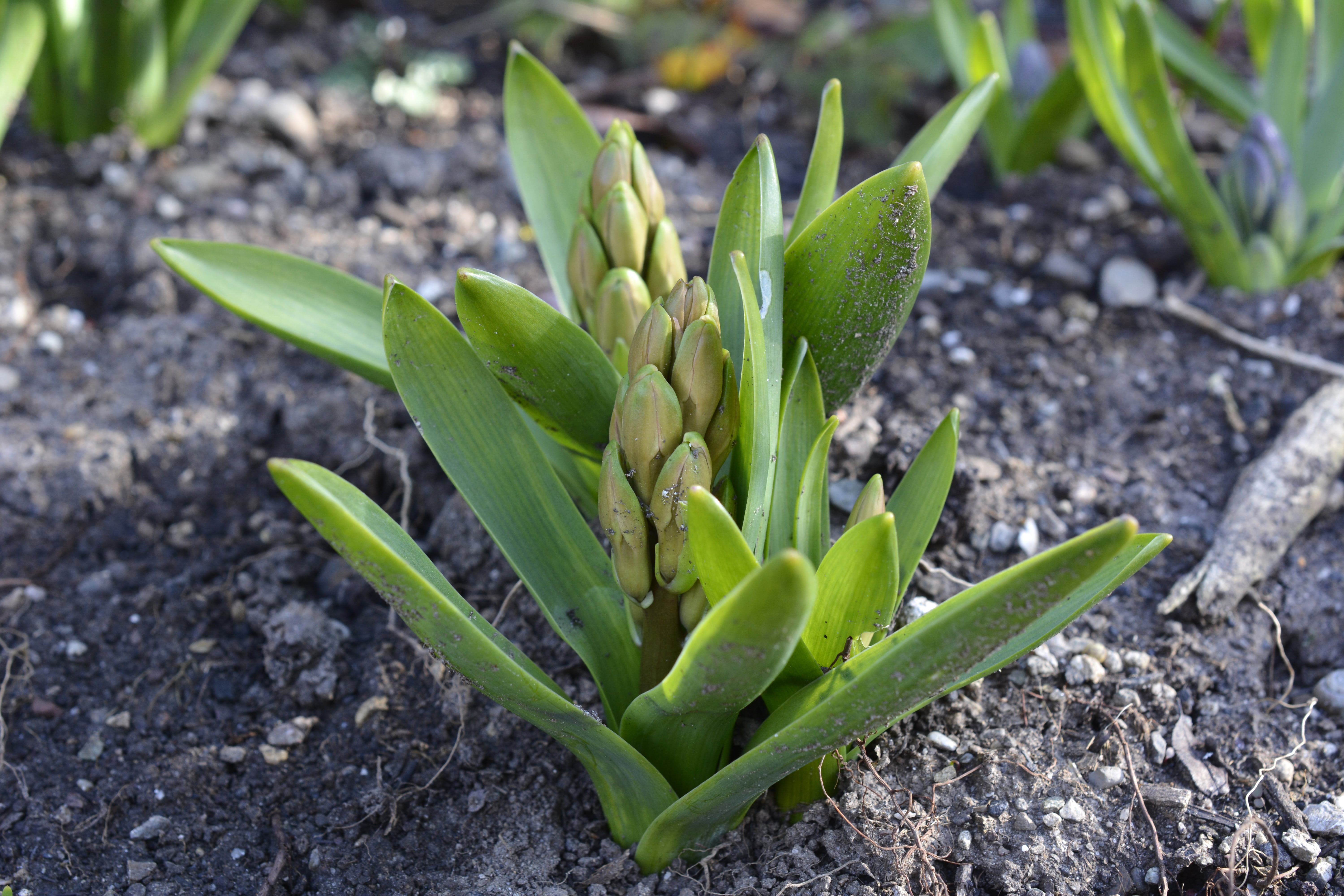 no people, asparagus plant, field, vegetable, day, leaf, growth, nature, bud, plant part, outdoors, garden, green color, focus on foreground, close, plant, HD Wallpaper