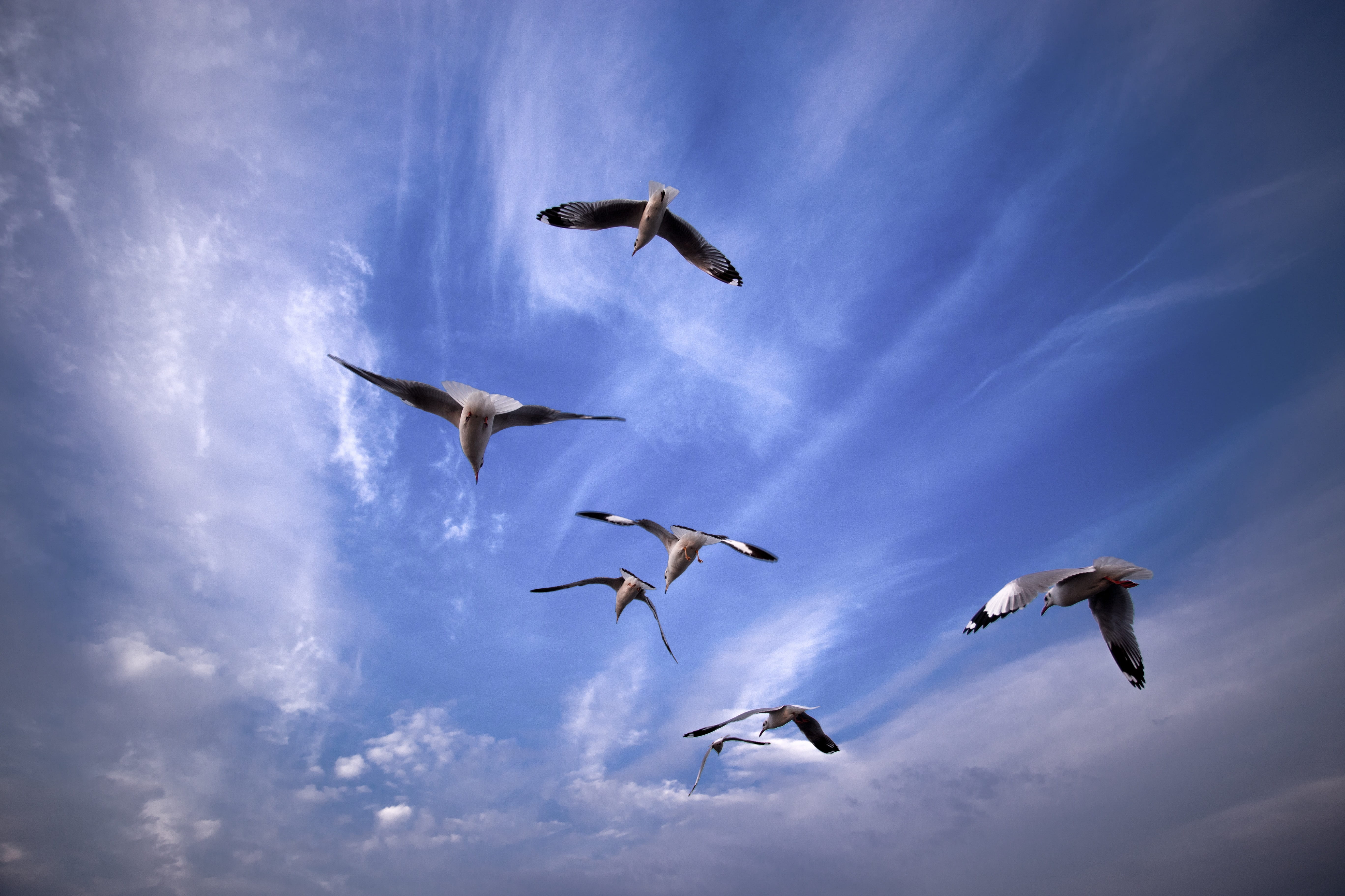 flock of birds, cloud - sky, marine, animal wing, freedom, nature, animal themes, mid-air, bird, animal, flights, seagull, outdoors, low angle view, clouds, HD Wallpaper