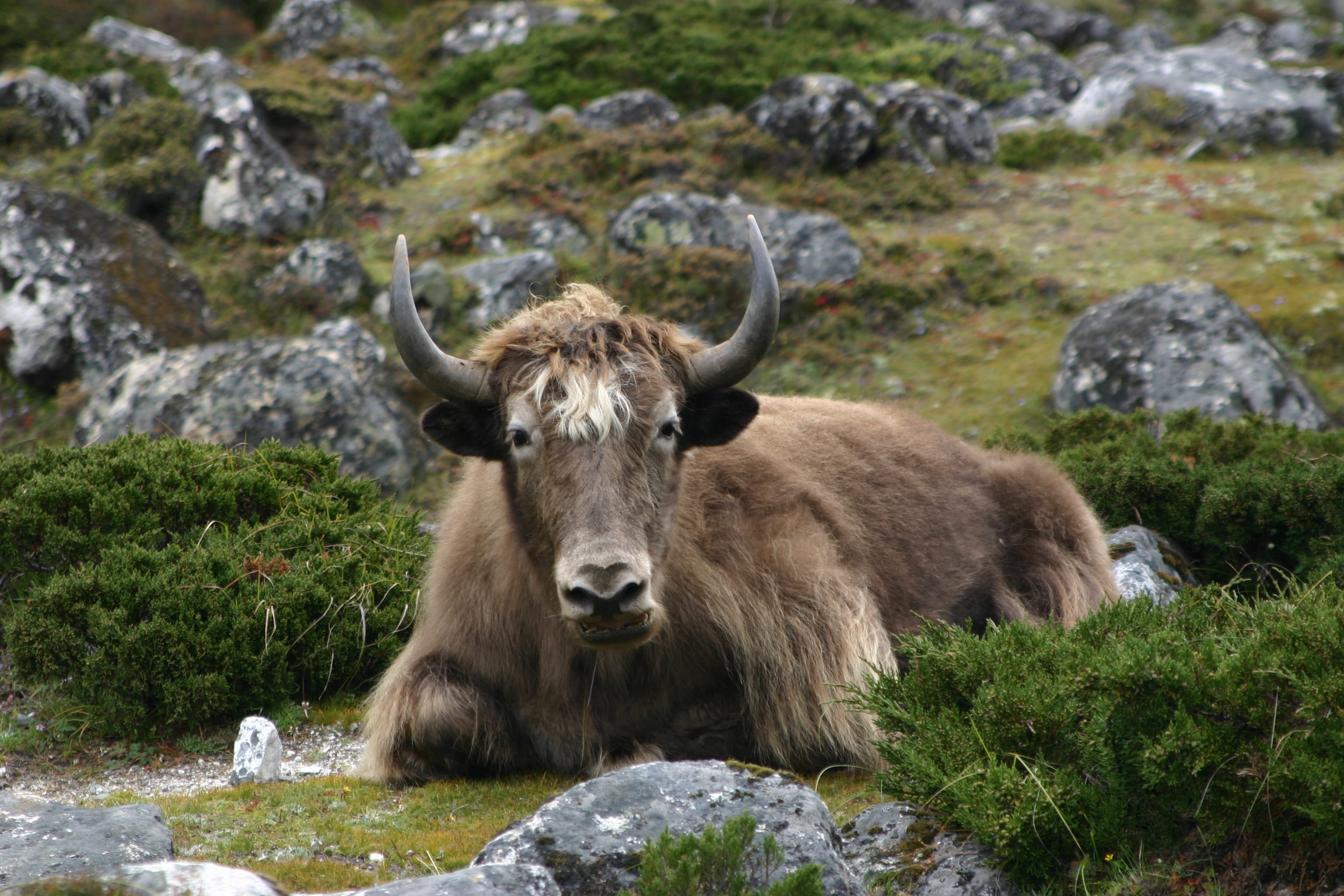 animal themes, rock - object, Yak, plant, horned, day, domestic, livestock, 2K, pets, Himalaya, land, focus on foreground, herbivorous, grass, field, animal, HD Wallpaper