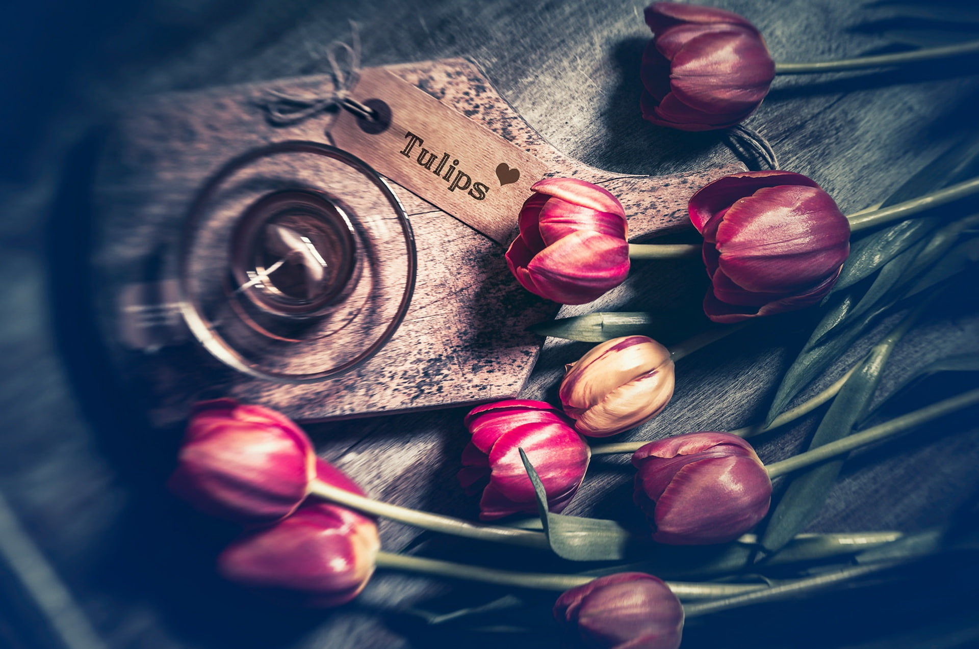 high angle view, tulips, still life, rose, flower, petal, no people, nature, selective focus, flowers, flowering plant, close-up, beauty in nature, leather, HD Wallpaper
