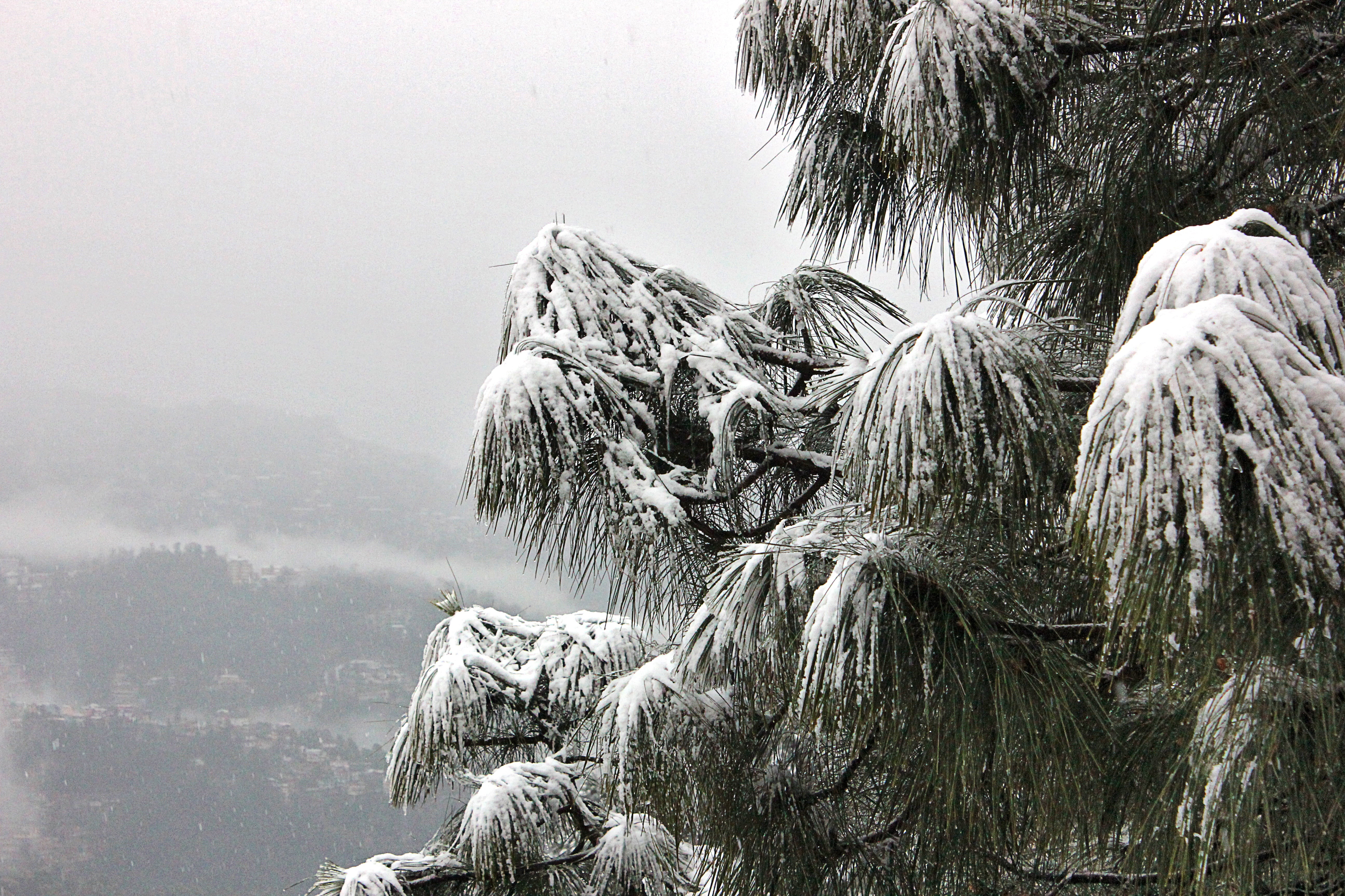 land, hill, dangerous, adventure, season, no people, barren, journey, natural, snowscape, himalaya, snow-capped, snowfall, day, pine tree, scenics - nature, HD Wallpaper