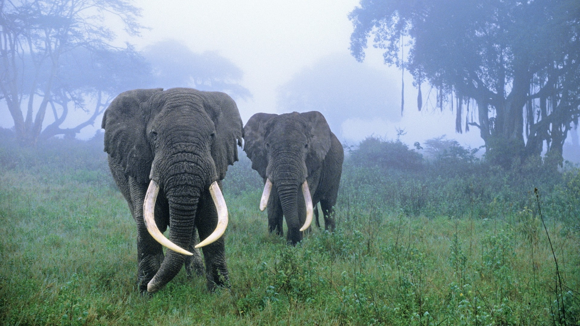 african, forests, tanzania, forest, documentary, elephants, photography, area, 1080P, animals, nature, x, art, hd, HD Wallpaper