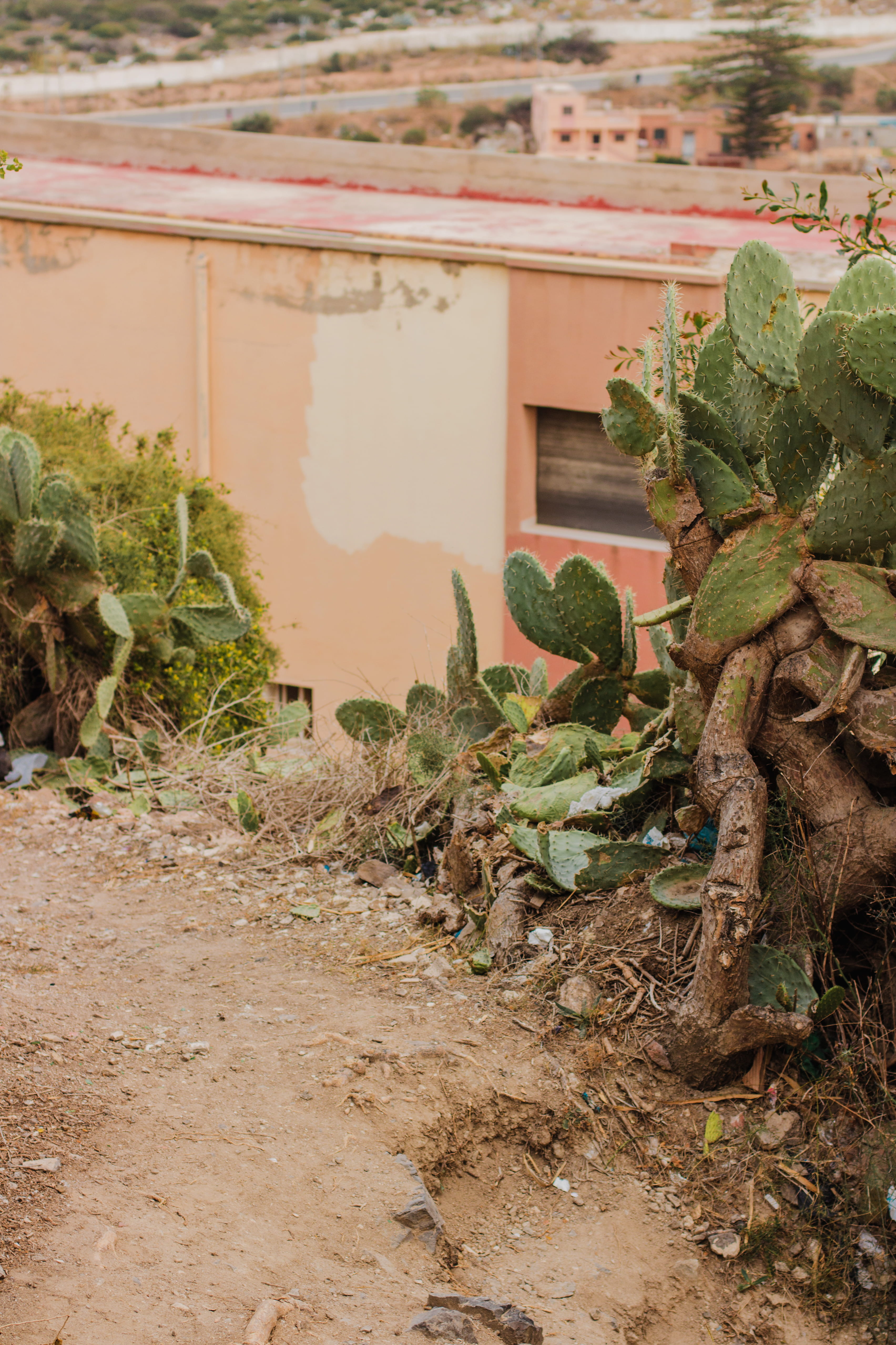 day, animal, ground, road, land, tree, architecture, bunker, tree trunk, cactus, no people, field, succulent plant, building exterior, dirt road, plant part, Phone HD Wallpaper