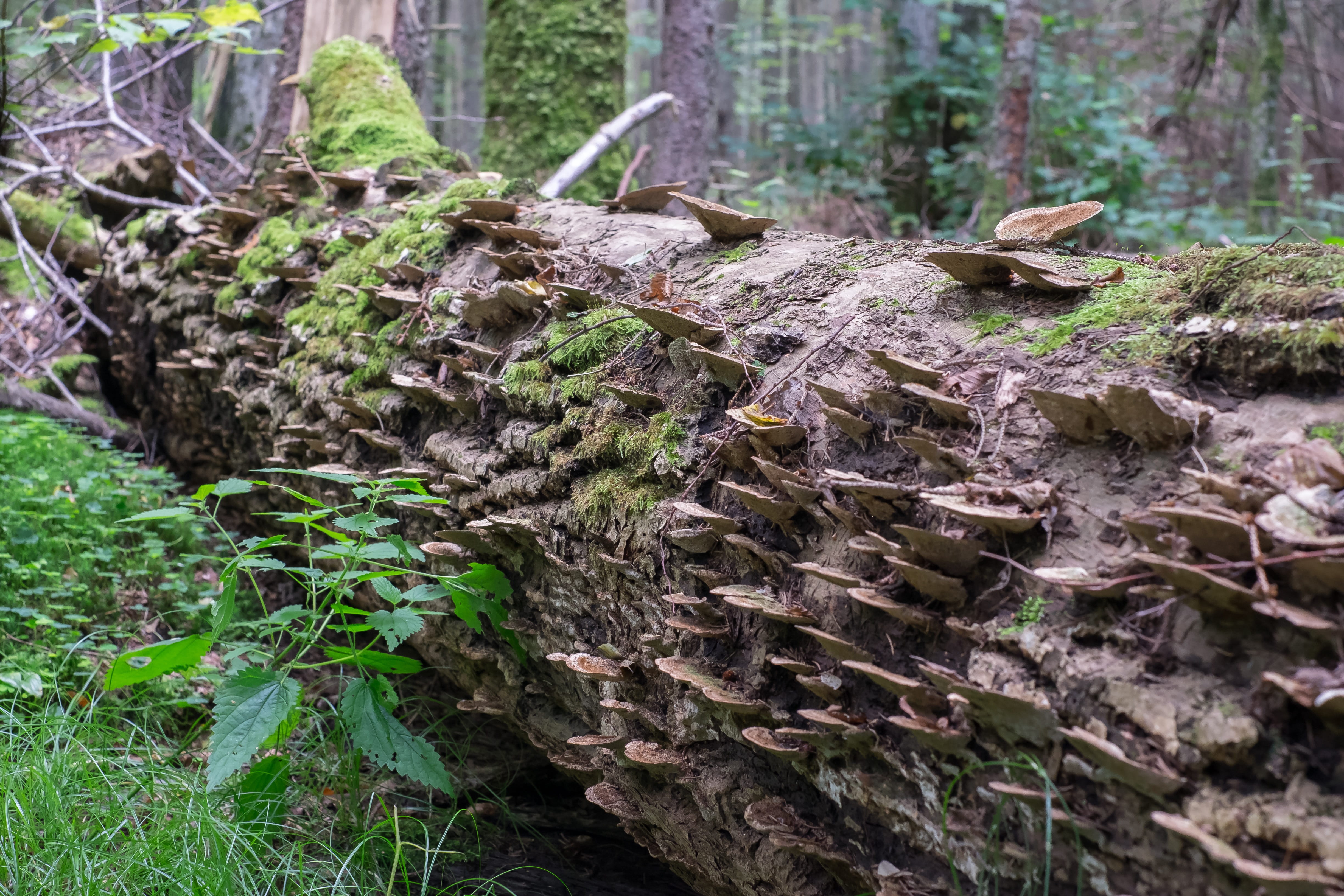tree stump, growth, bark, hub, preserve, moss, Trunk, green color, land, bialowieza forest, day, wood hub, plant, wood - material, Tree, plant part, animal wildlife, HD Wallpaper