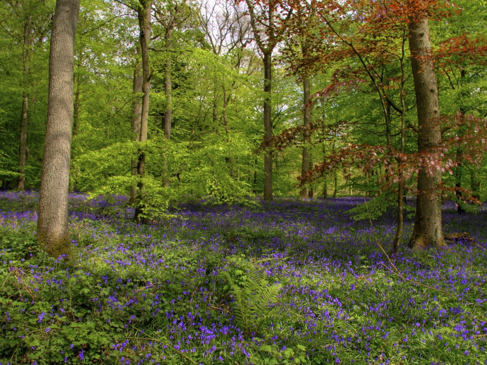 day, land, colors, meadow, scenics - nature, wildflower, flower, leaf, non-Urban Scene, woodland, no People, springtime, forest, trunk, landscape, flowers, HD Wallpaper