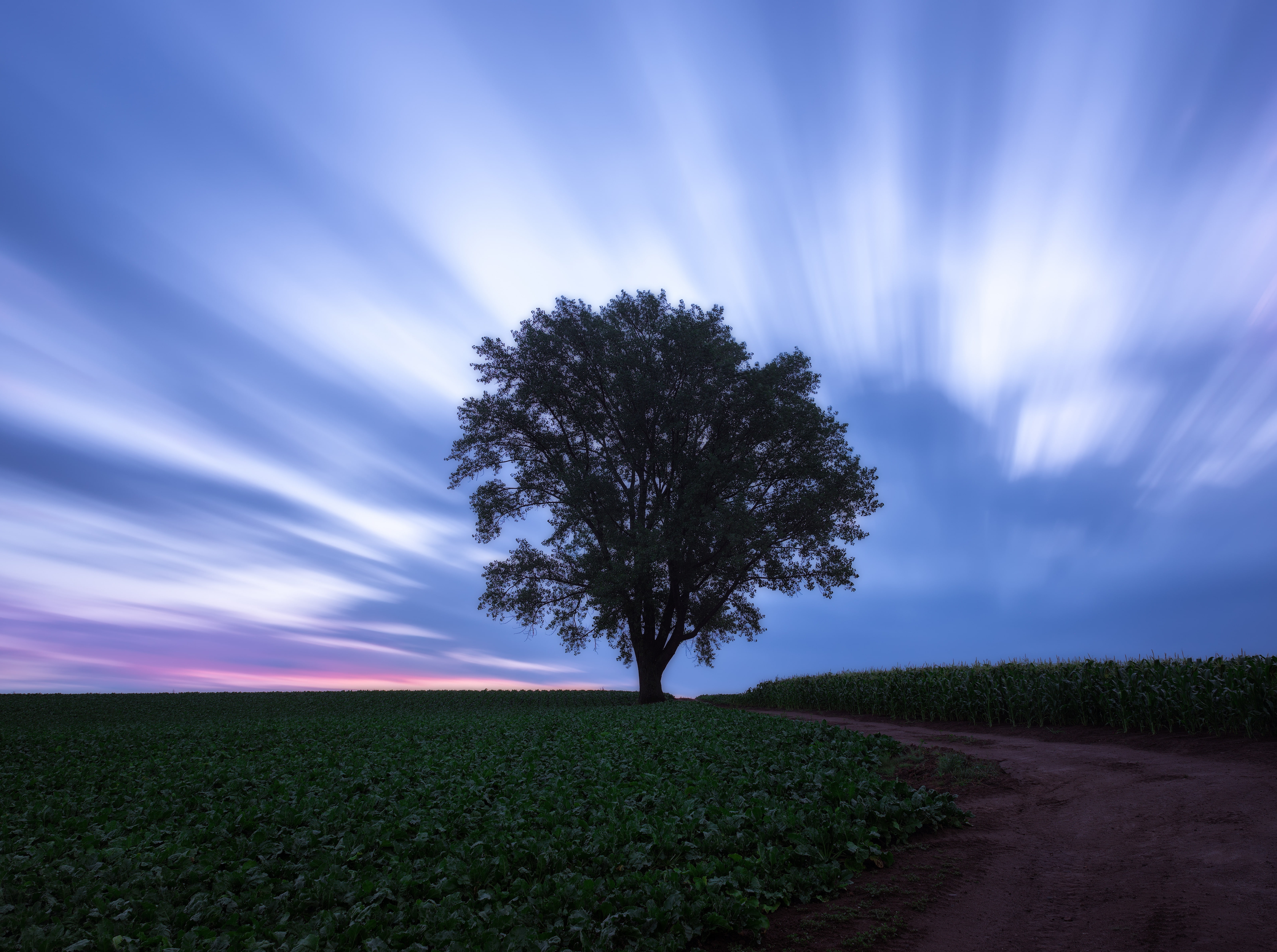 non-urban scene, Sunrise, environment, Nature, hokkaido, kamikawa, cloud - sky, tranquil scene, rural scene, beauty in nature, Tree, bieicho, 5K, plant, HD Wallpaper