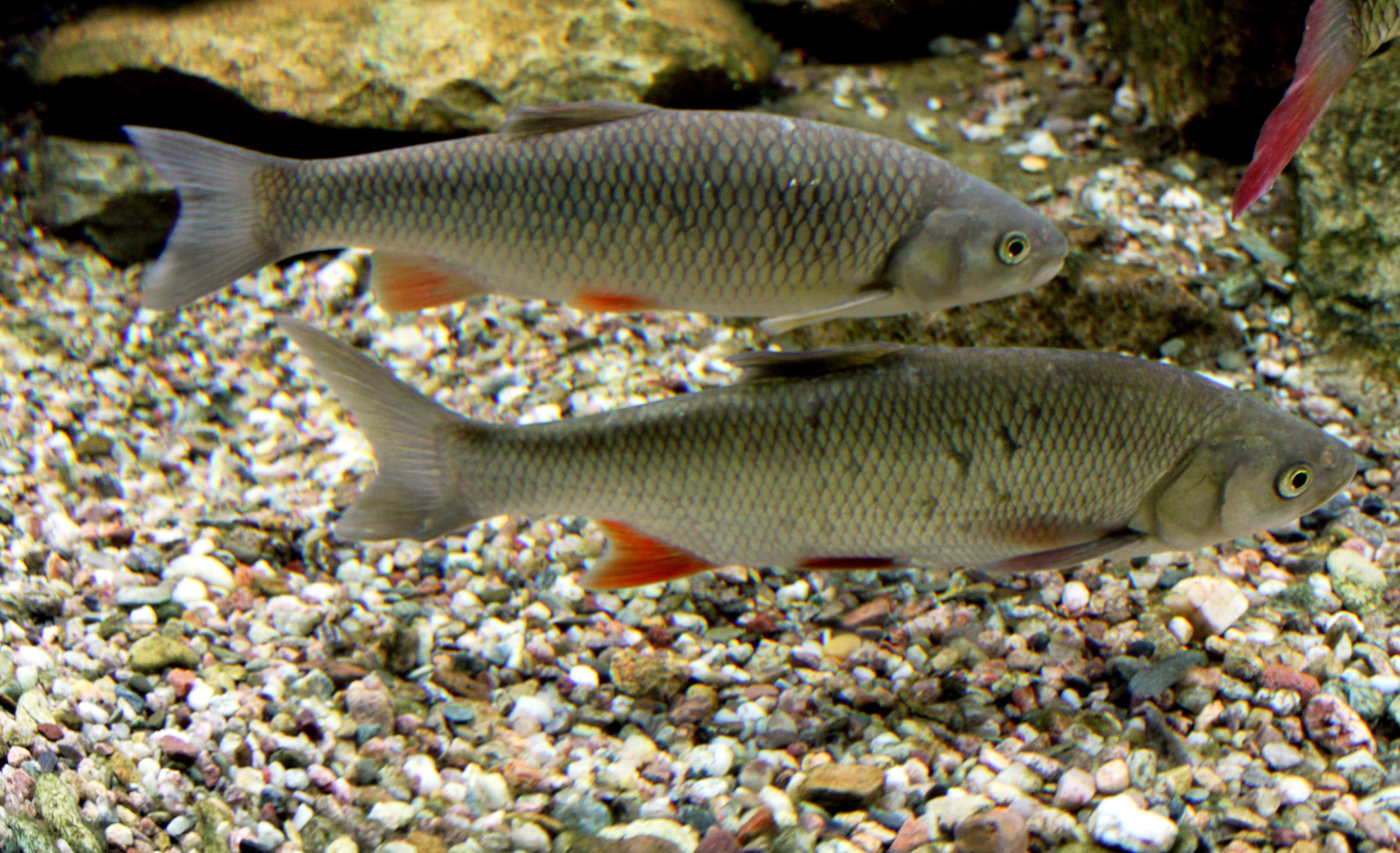 photo, animal wildlife, sea, squalius, reef, aquatic, 2K, wildlife, European Chub, chub, coral, animals in the wild, full length, marine, one animal, undersea, HD Wallpaper