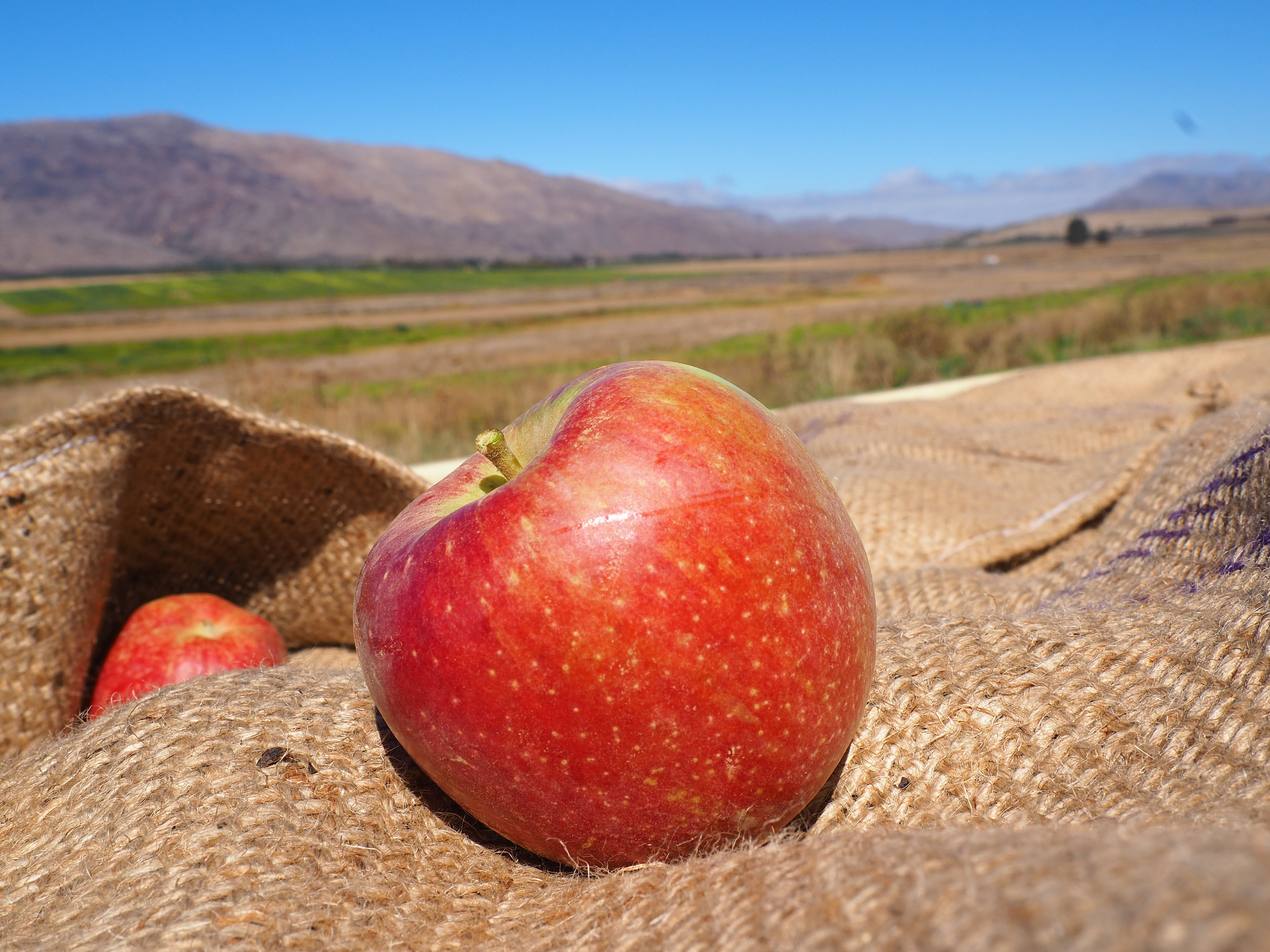 no people, healthy eating, food, wellbeing, land, close-up, ripe, fruit, freshness, landscape, day, apple, south africa, red, focus on foreground, nature, HD Wallpaper