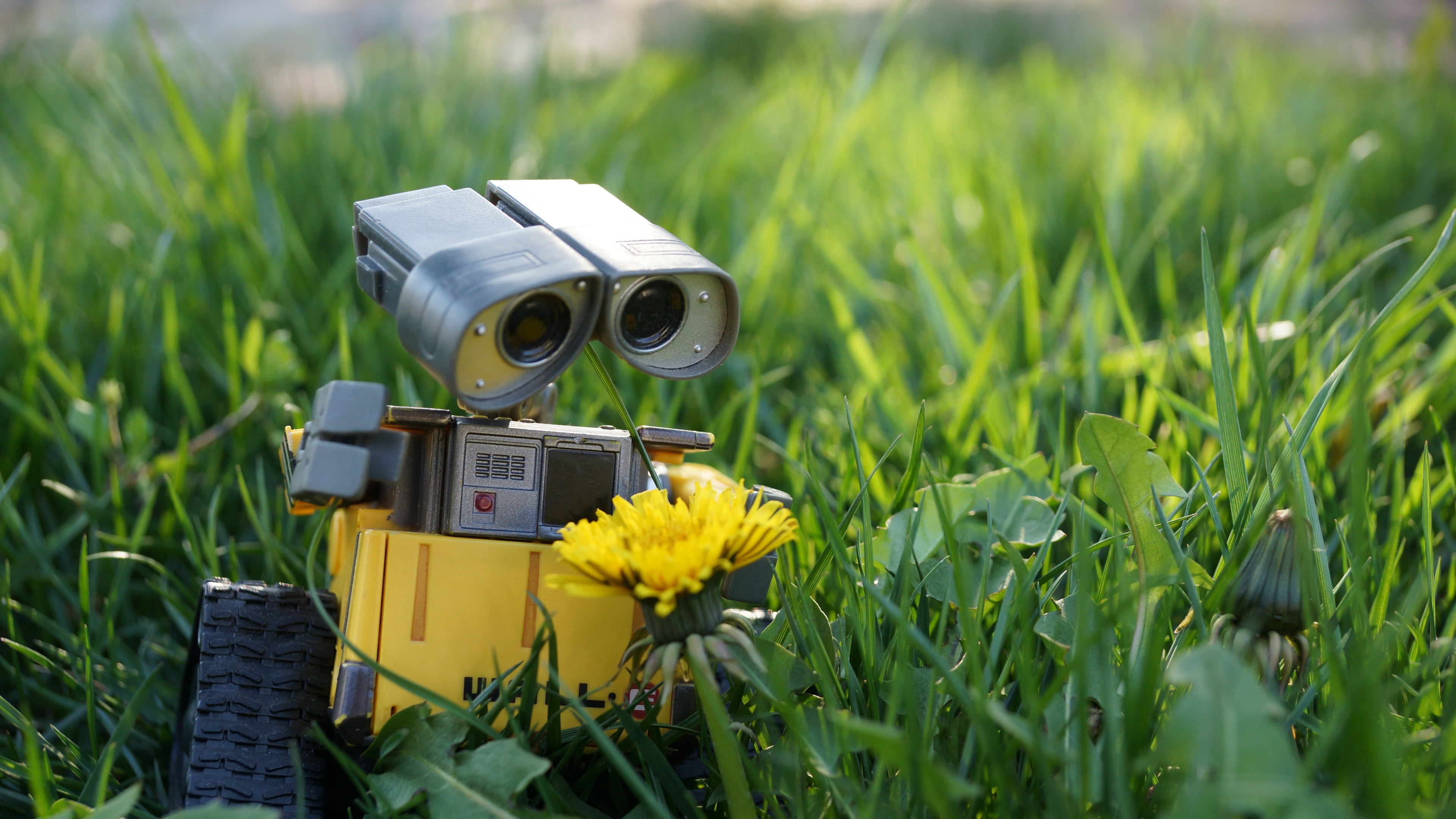 day, home video camera, yellow, close-up, field, selective focus, photography themes, land, 4K, outdoors, flower, nature, beauty in nature, pixar, flowering plant, HD Wallpaper