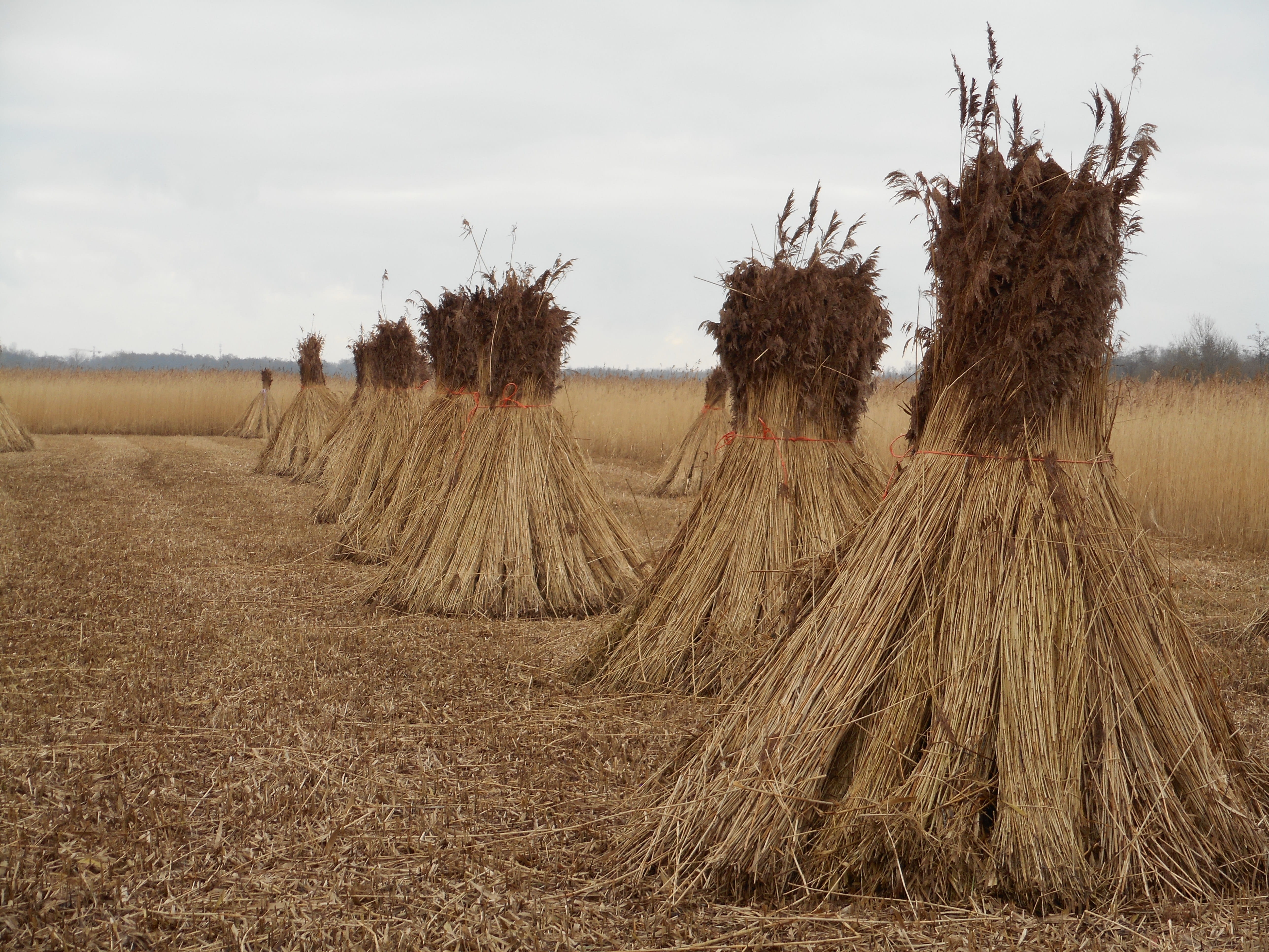plant, agriculture, farm, Reed, Harvest, field, rural scene, weerribben-wieden, Nature, cane harvest, Cane, land, beauty in nature, weed, environment, scenics - nature, HD Wallpaper