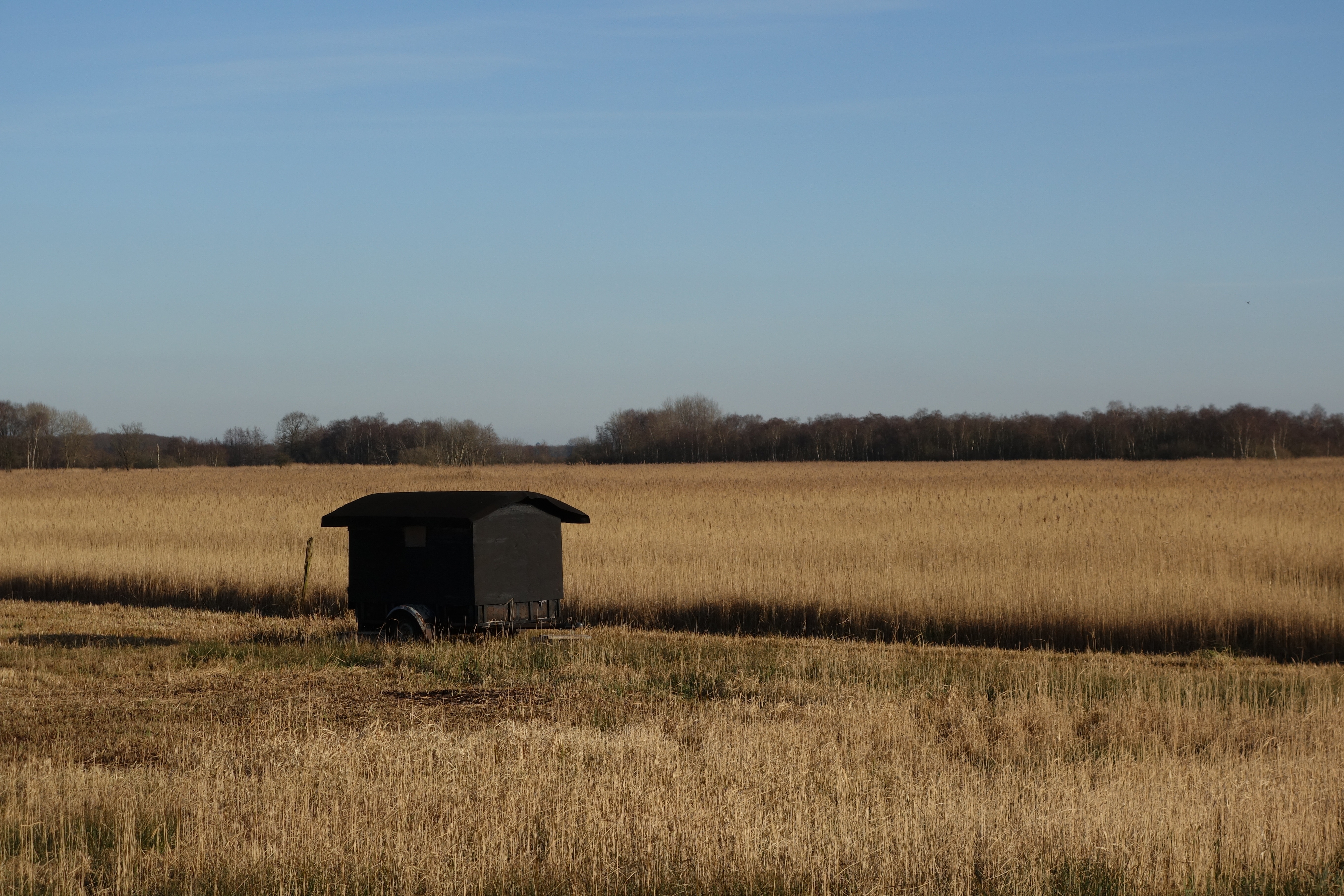 the weerribben, landscape, the wieden, tranquility, clear sky, plant, copy space, land, mini house, reed, tranquil scene, day, no people, black shack, rural scene, HD Wallpaper