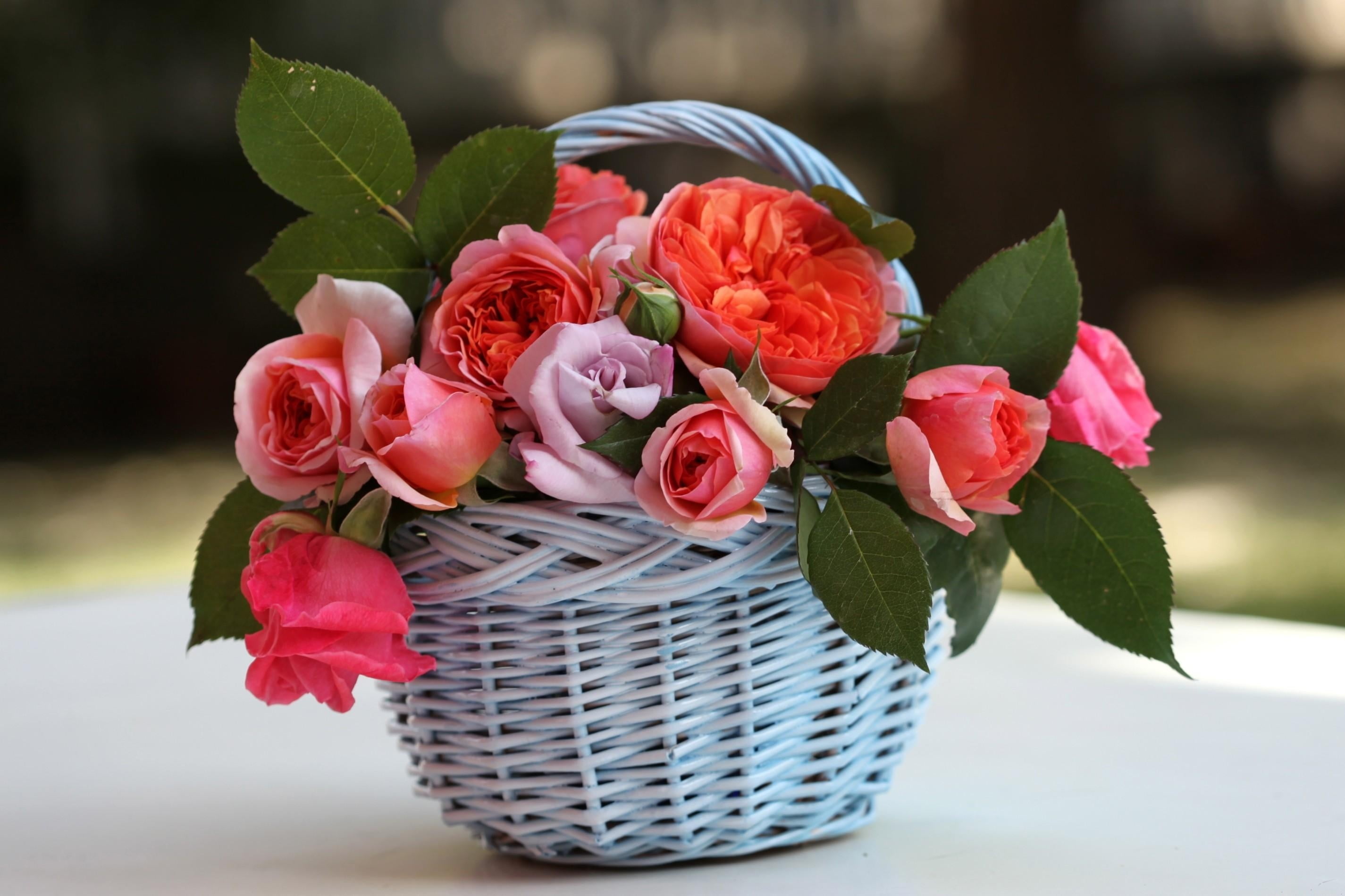 2K, basket, fragility, red, anniversary, garden, romance, flower Head, wedding, summer, arrangement, beauty In Nature, flower, petal, rose - Flower, outdoors, HD Wallpaper