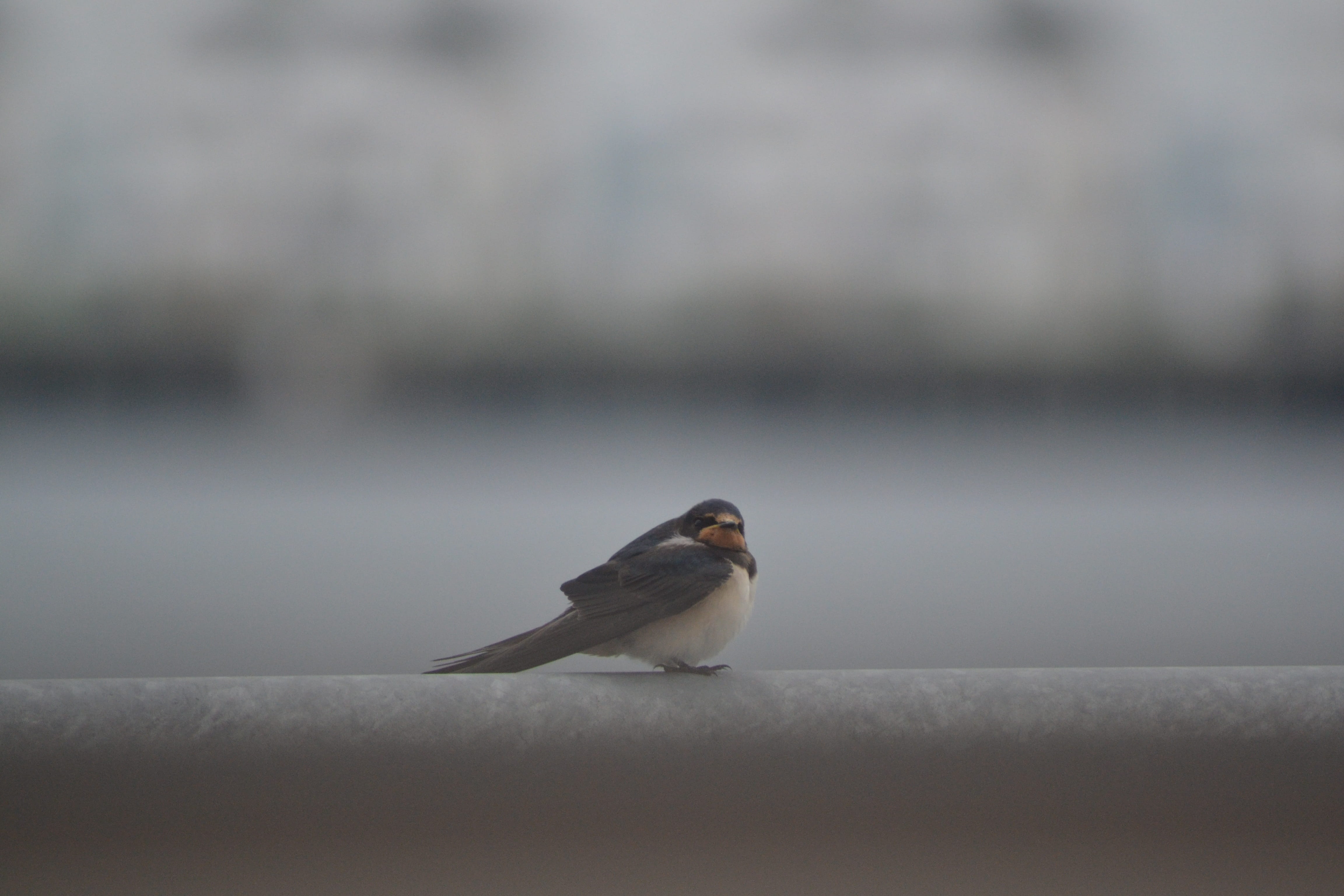 outdoors, wall, no people, sparrow, vertebrate, migratory bird, full length, animals in the wild, bird, animal wildlife, close-up, focus on foreground, HD Wallpaper