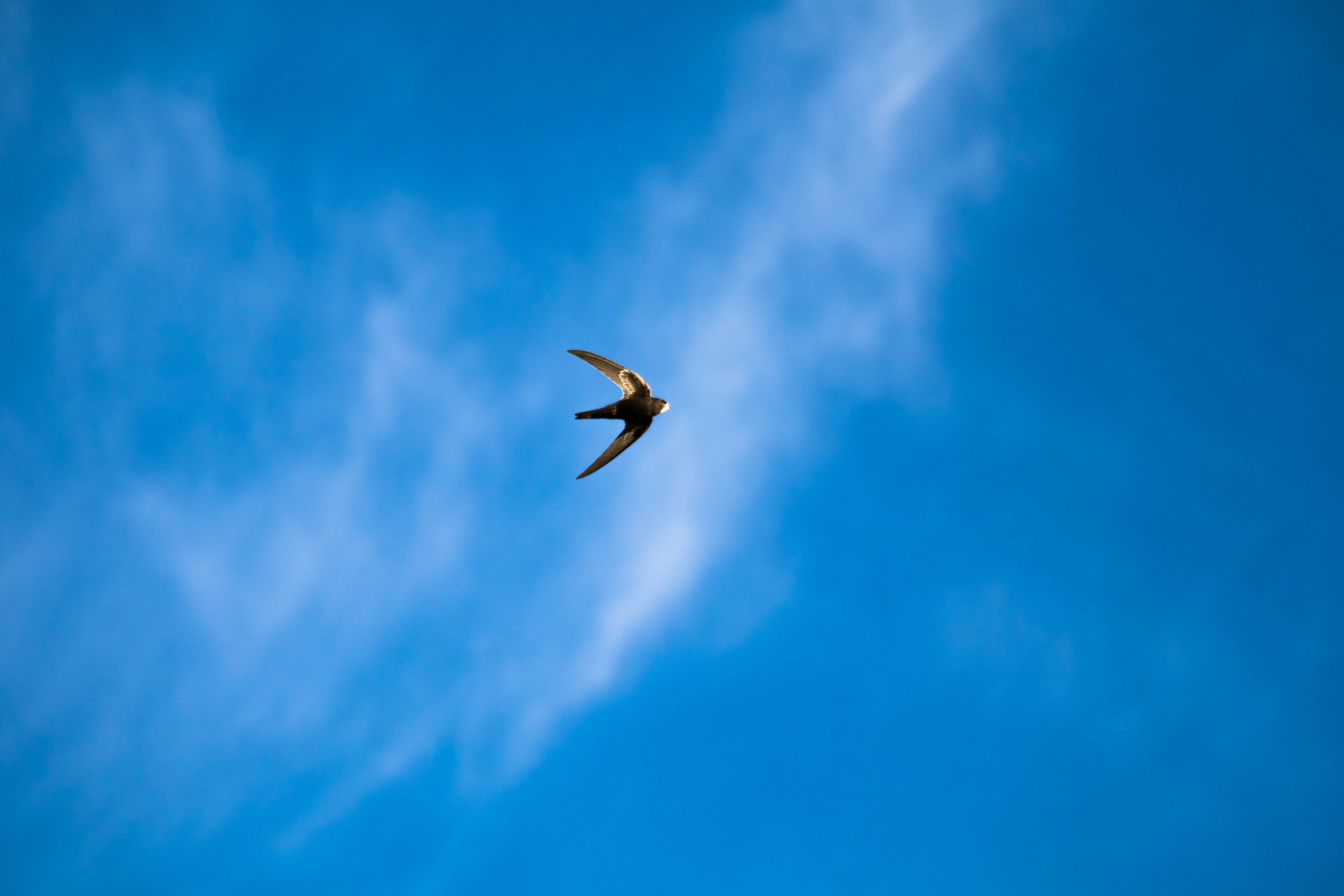 wing, silhouette, day, cloud - sky, fly, clouds, spread wings, animal, beauty in nature, bird, 5K, air, mid-air, animal themes, schwalbe, one animal, animals in the wild, HD Wallpaper