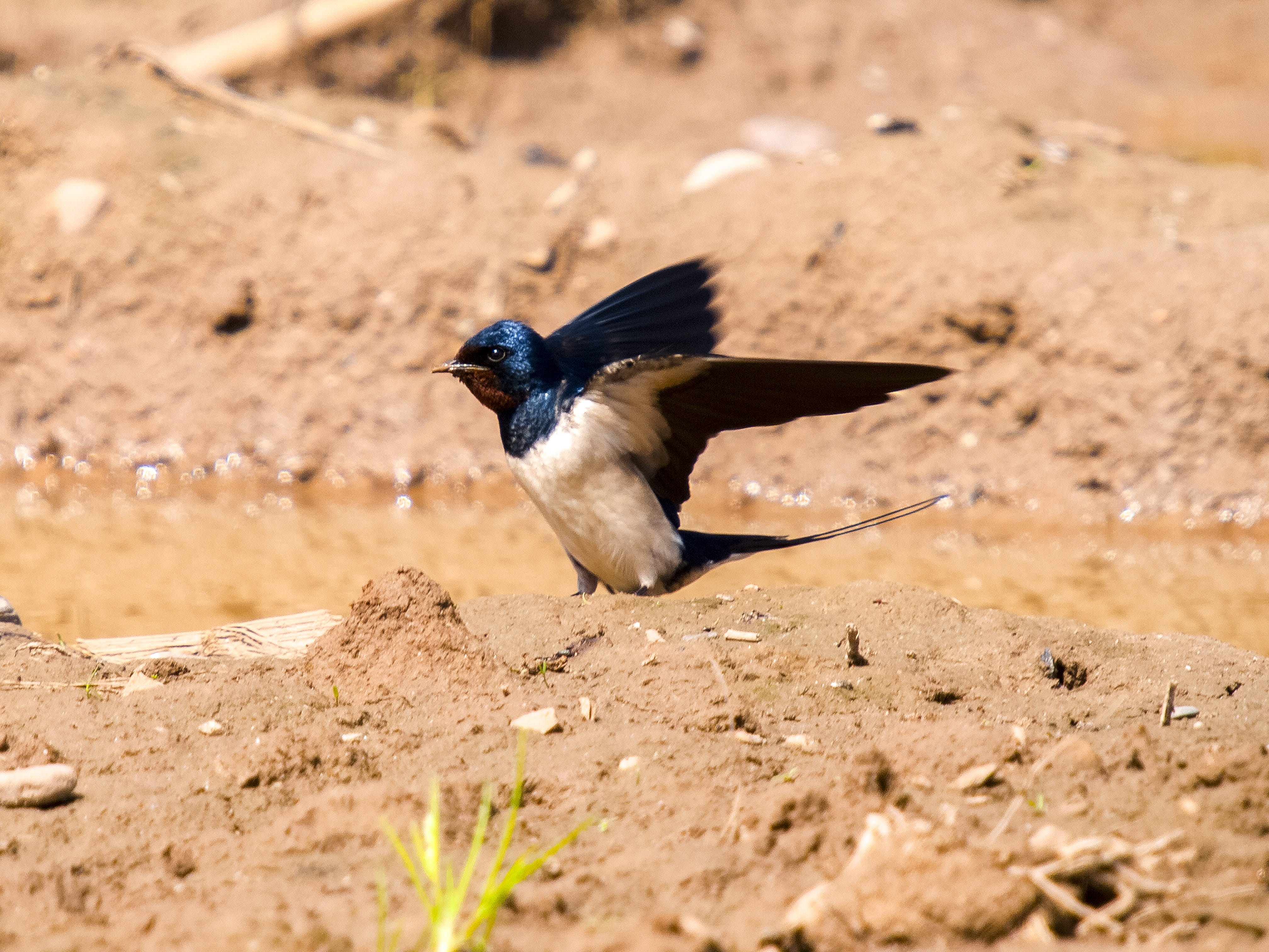 Bird, 4K, outdoors, vertebrate, full length, flying, animal themes, selective focus, field, spread wings, side view, no people, one animal, Animal, day, HD Wallpaper