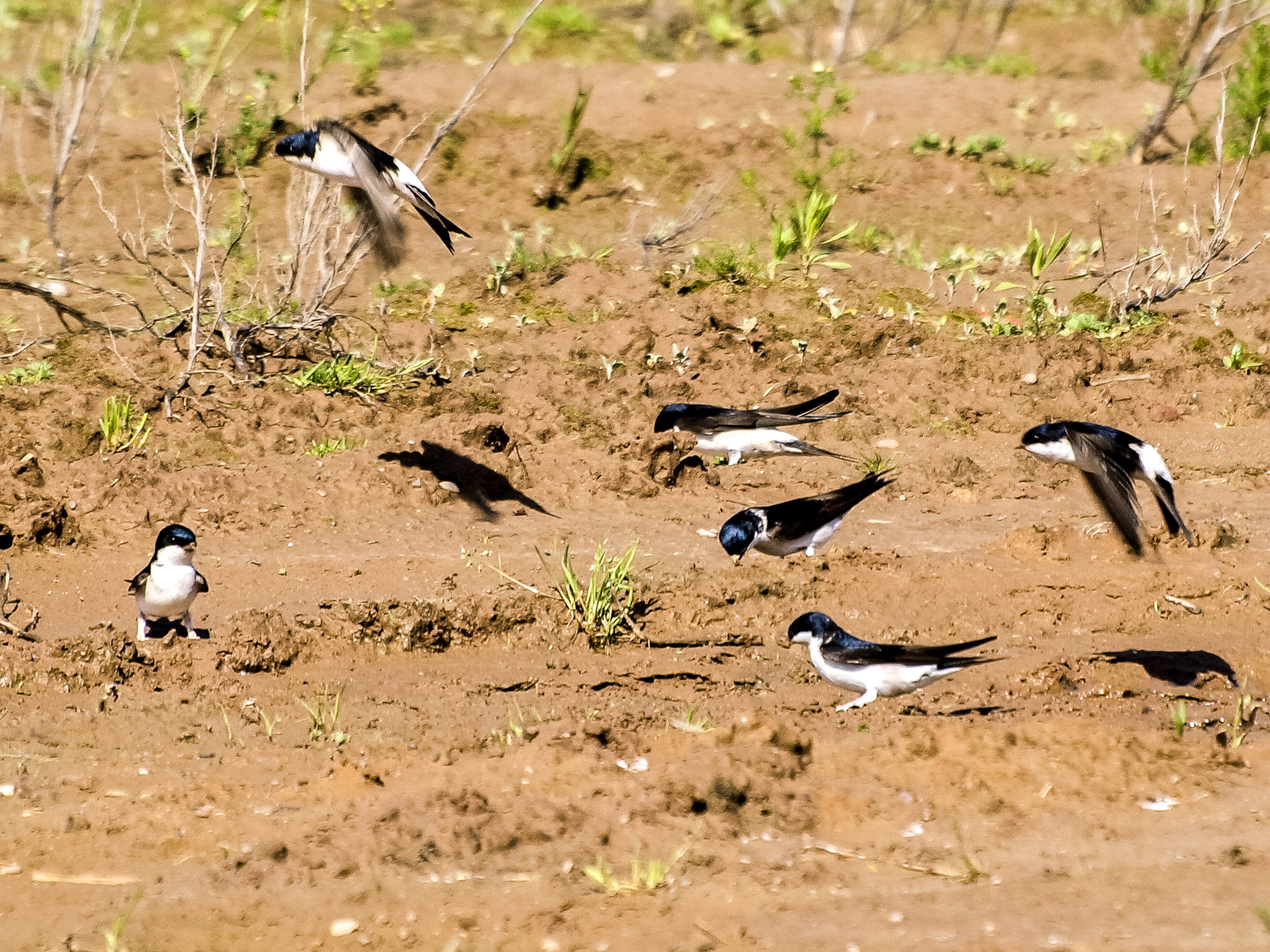 large group of animals, animals And Pets, Animal, animals In The Wild, land, animal themes, martin, flock of birds, ground, Bird, group of animals, day, HD Wallpaper