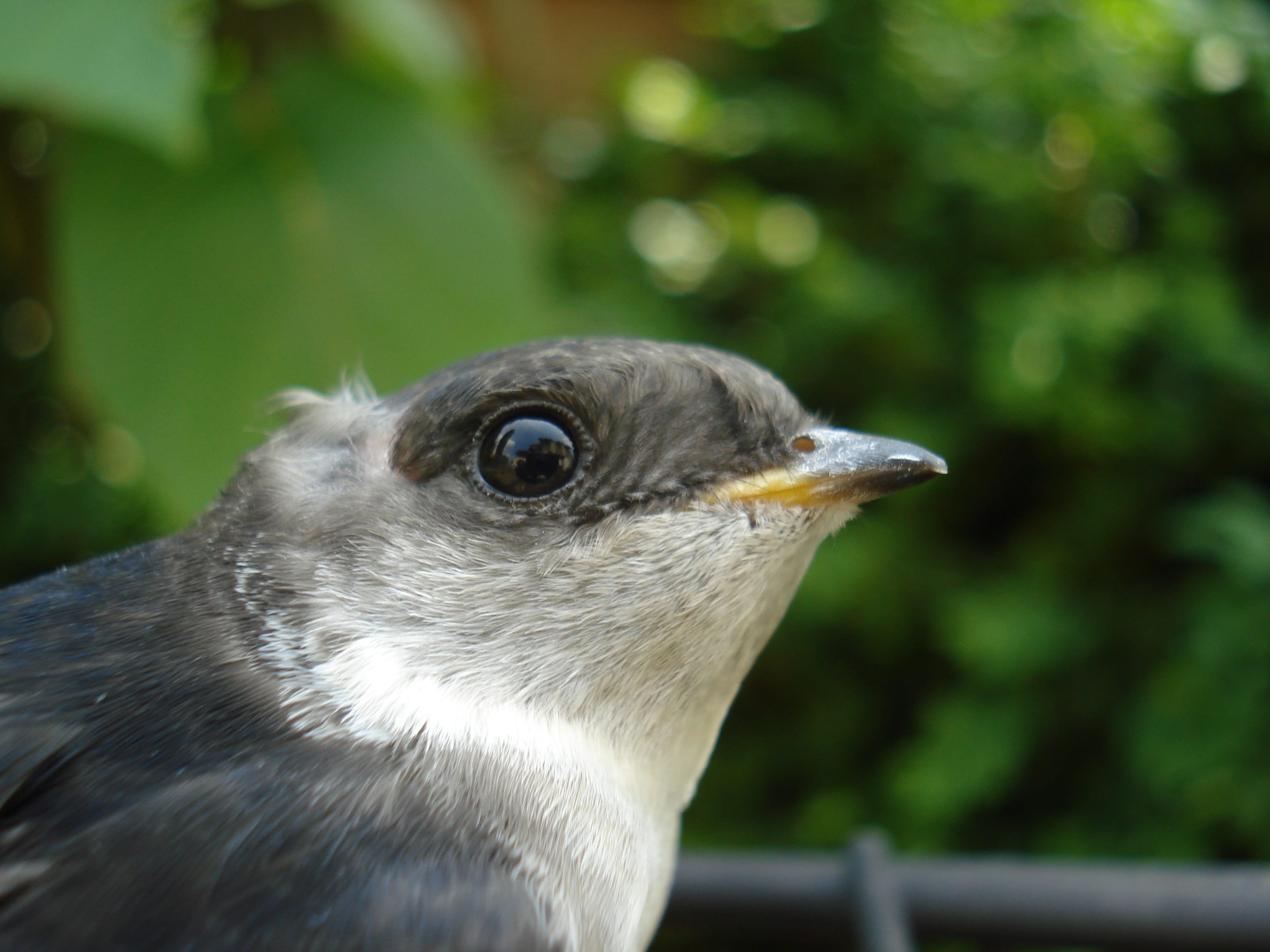 focus on foreground, schwalbe, beak, one animal, 2K, day, close up, animal, looking, close-up, outdoors, nature, whisker, animal wildlife, animal head, HD Wallpaper