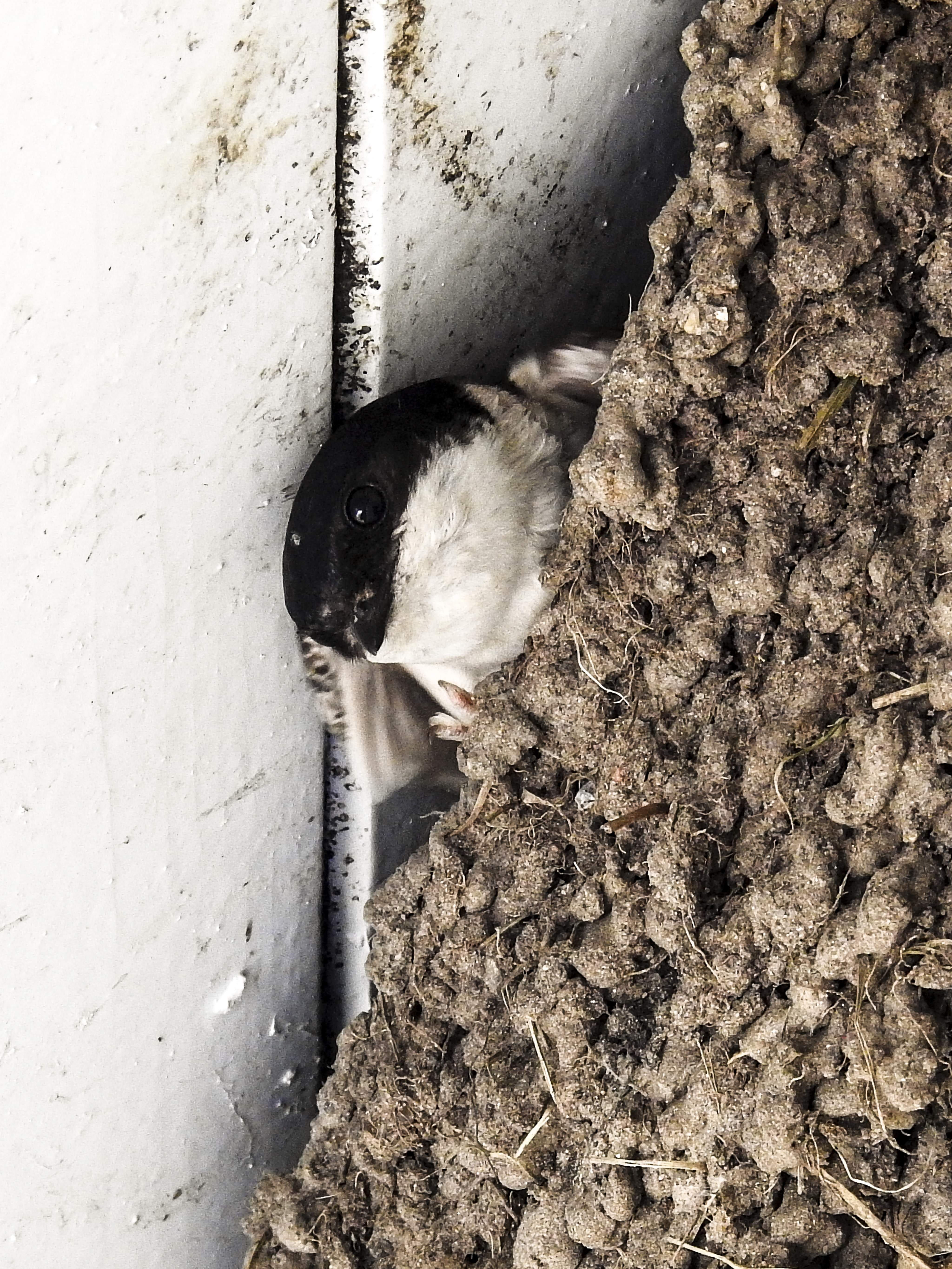 animal, domestic animals, cat, pets, nest, no people, 5K, day, domestic, feline, animals in the wild, animal themes, vertebrate, wall - building feature, Phone HD Wallpaper